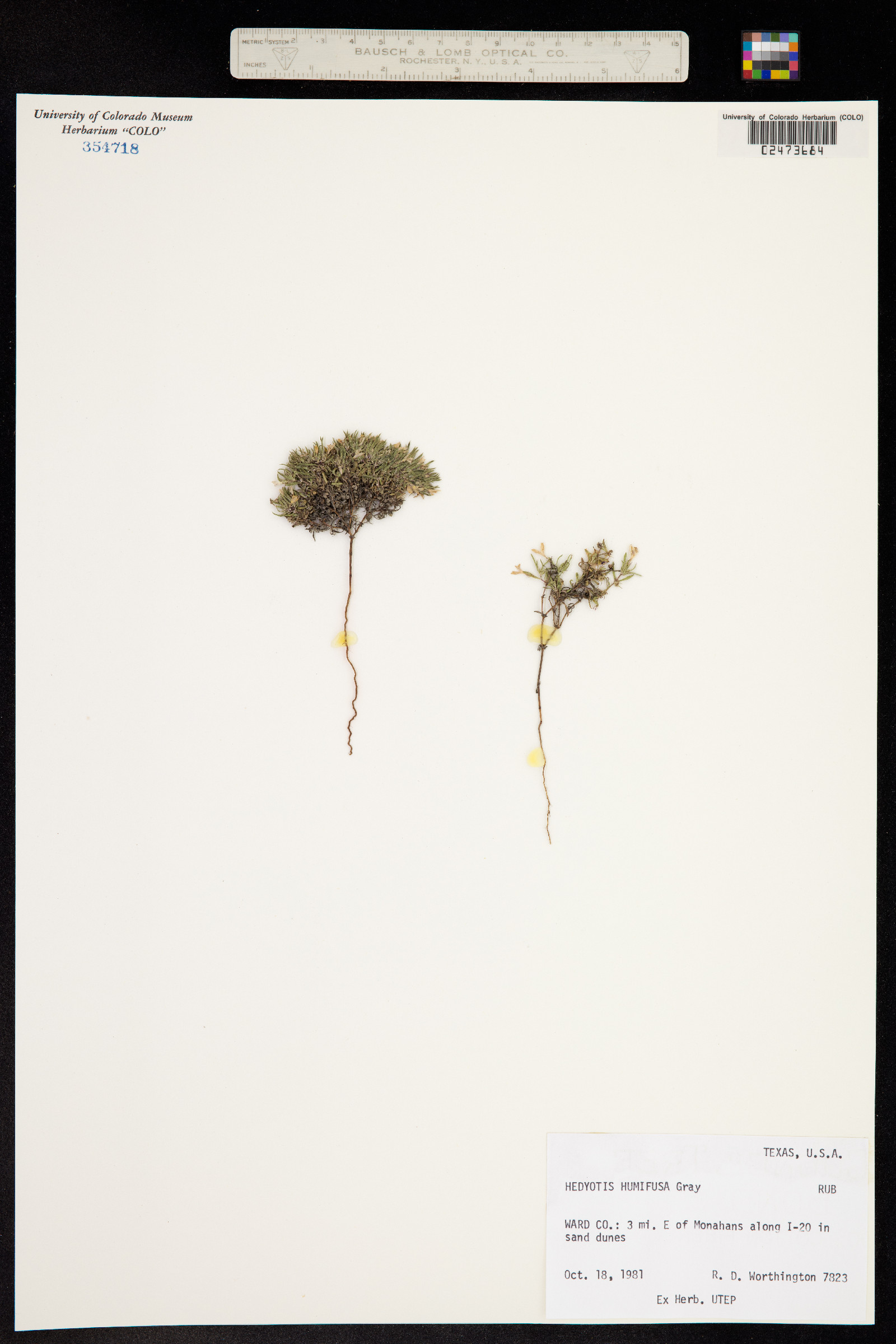 Houstonia humifusa image