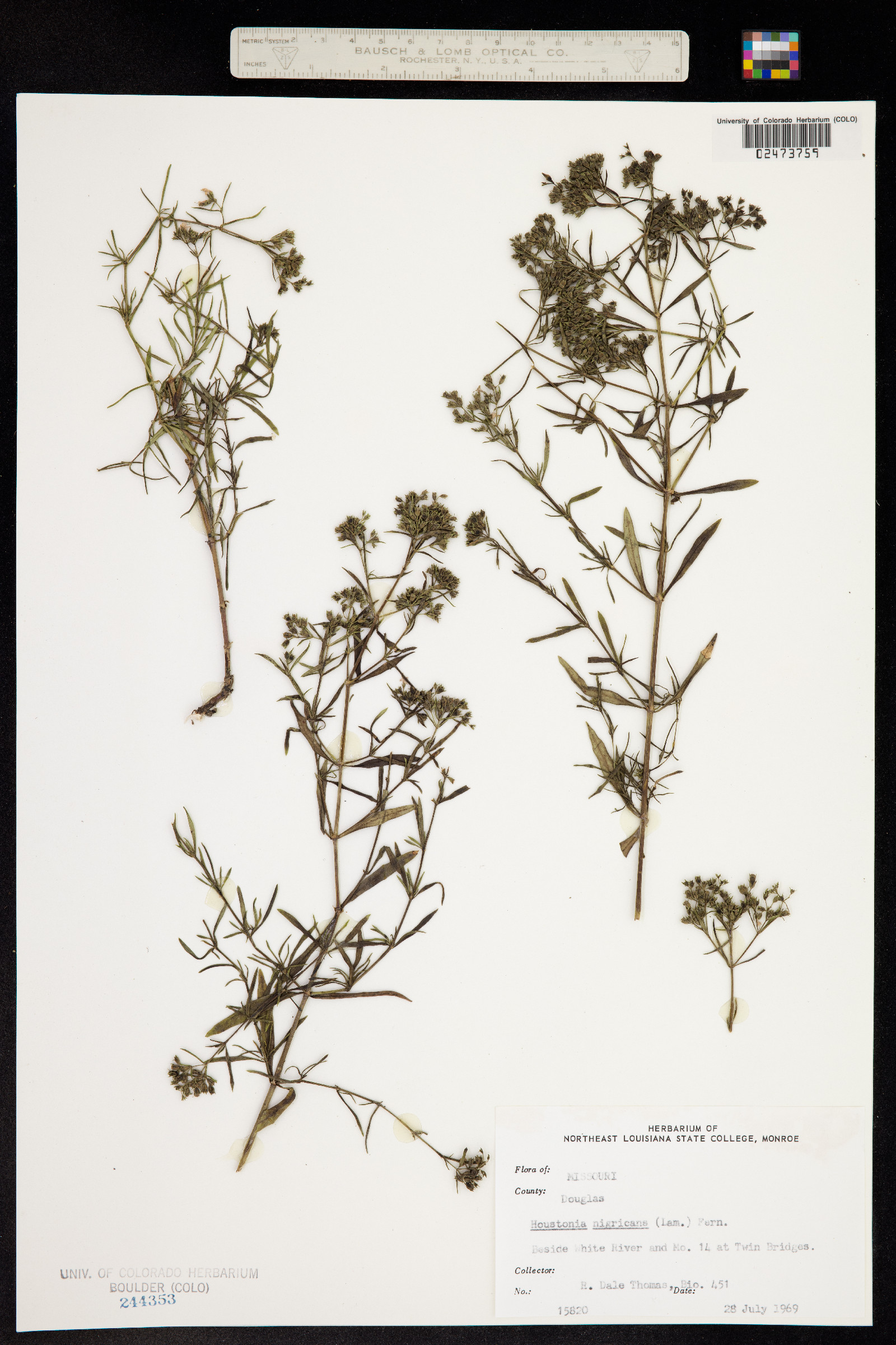 Stenaria nigricans var. nigricans image