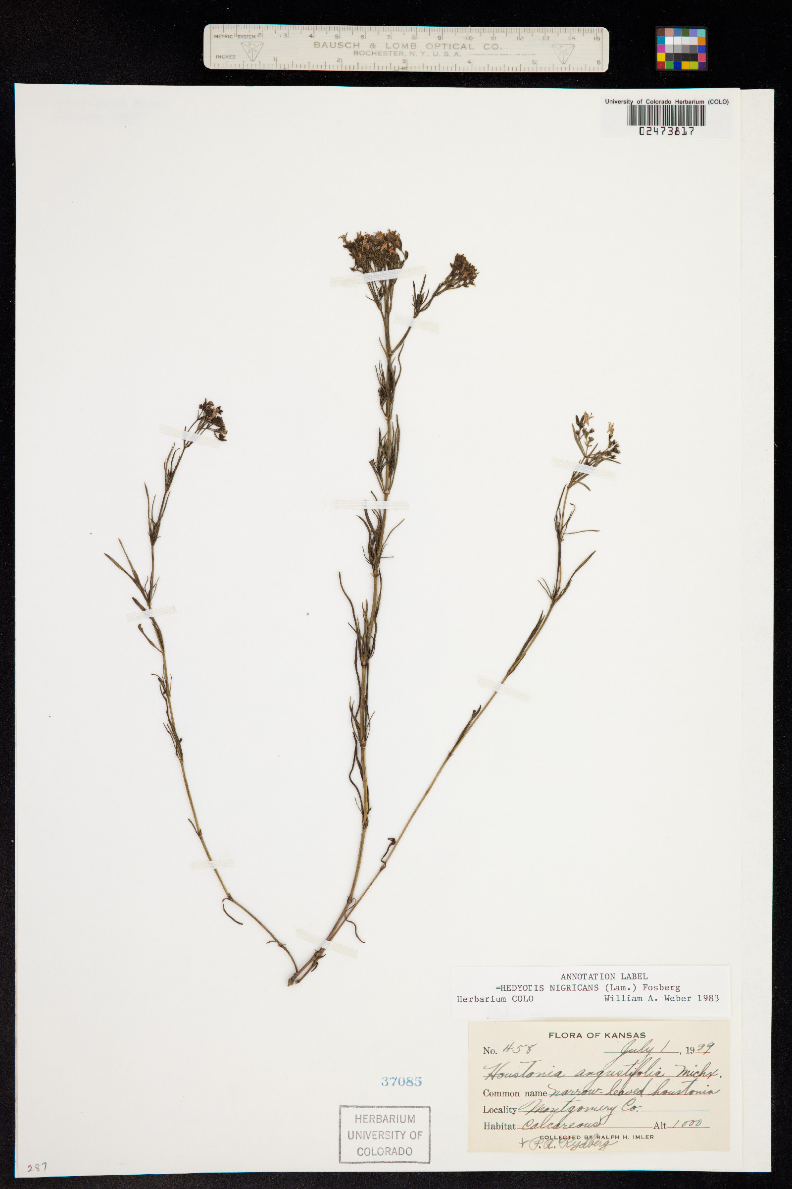 Stenaria nigricans var. nigricans image