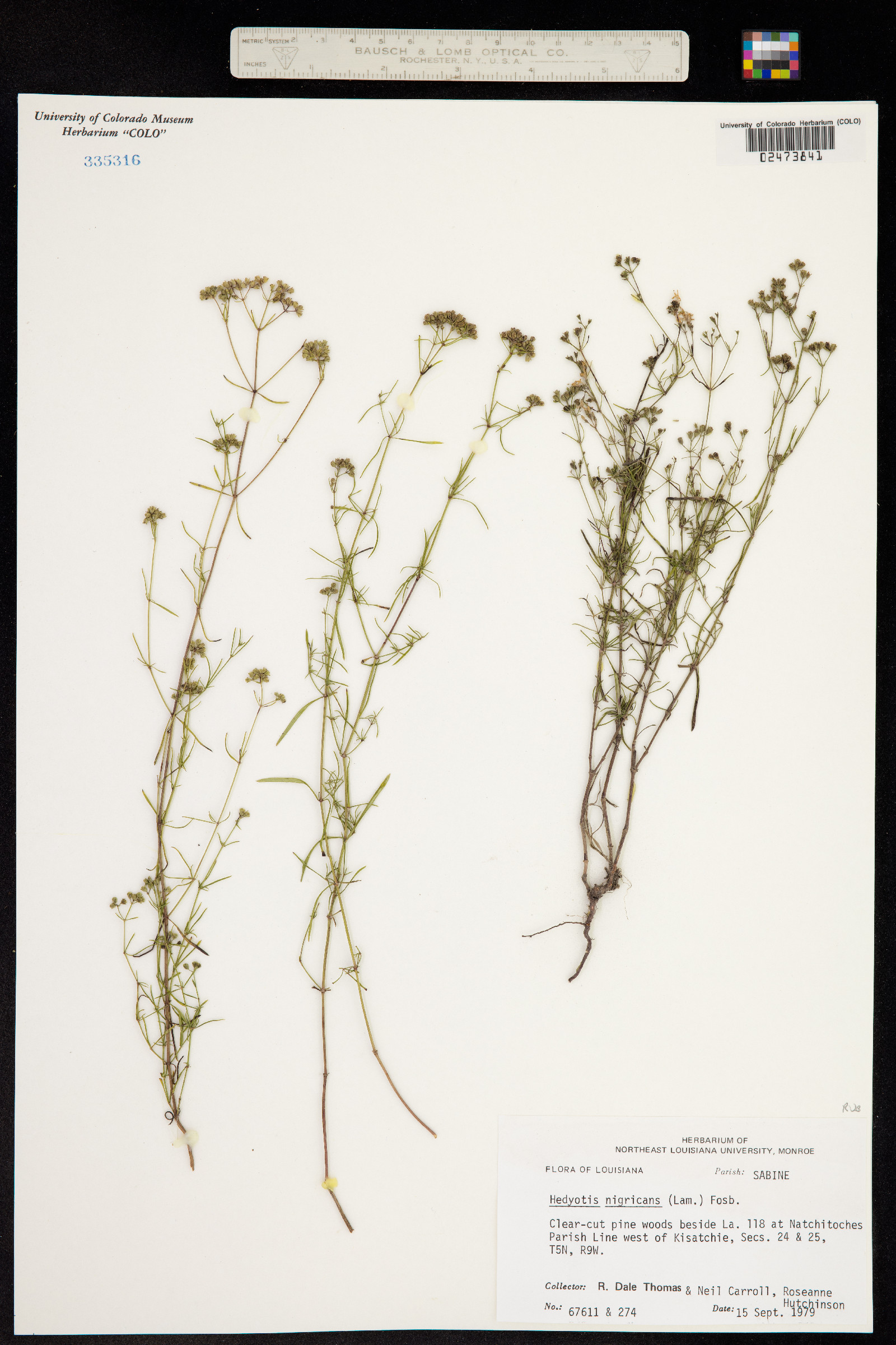 Stenaria nigricans var. nigricans image