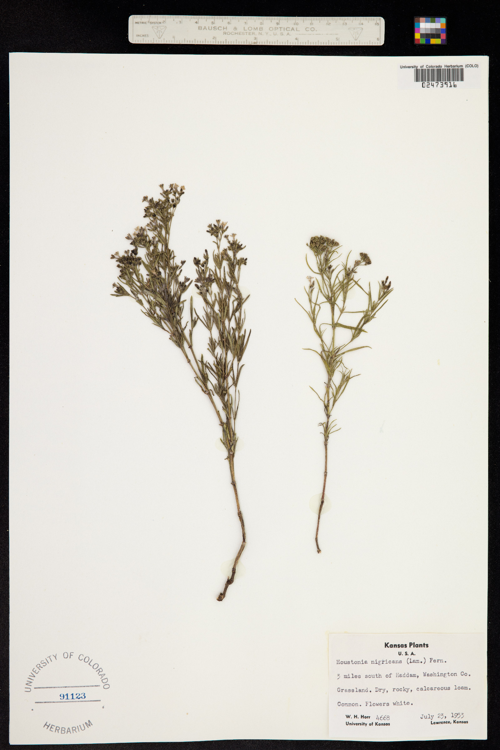 Stenaria nigricans var. nigricans image