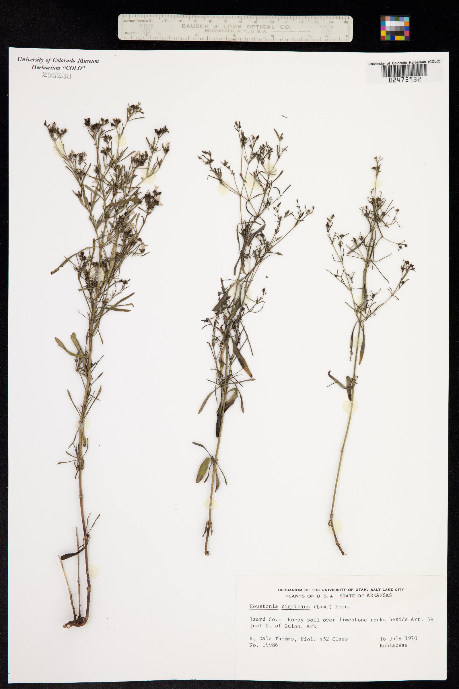 Stenaria nigricans image