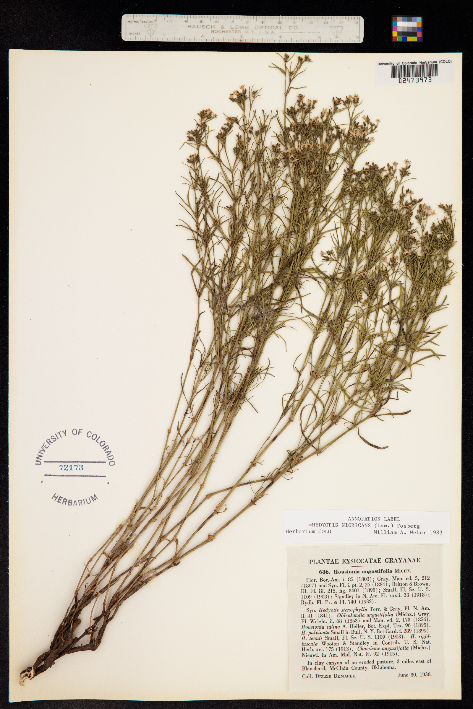 Stenaria nigricans var. nigricans image
