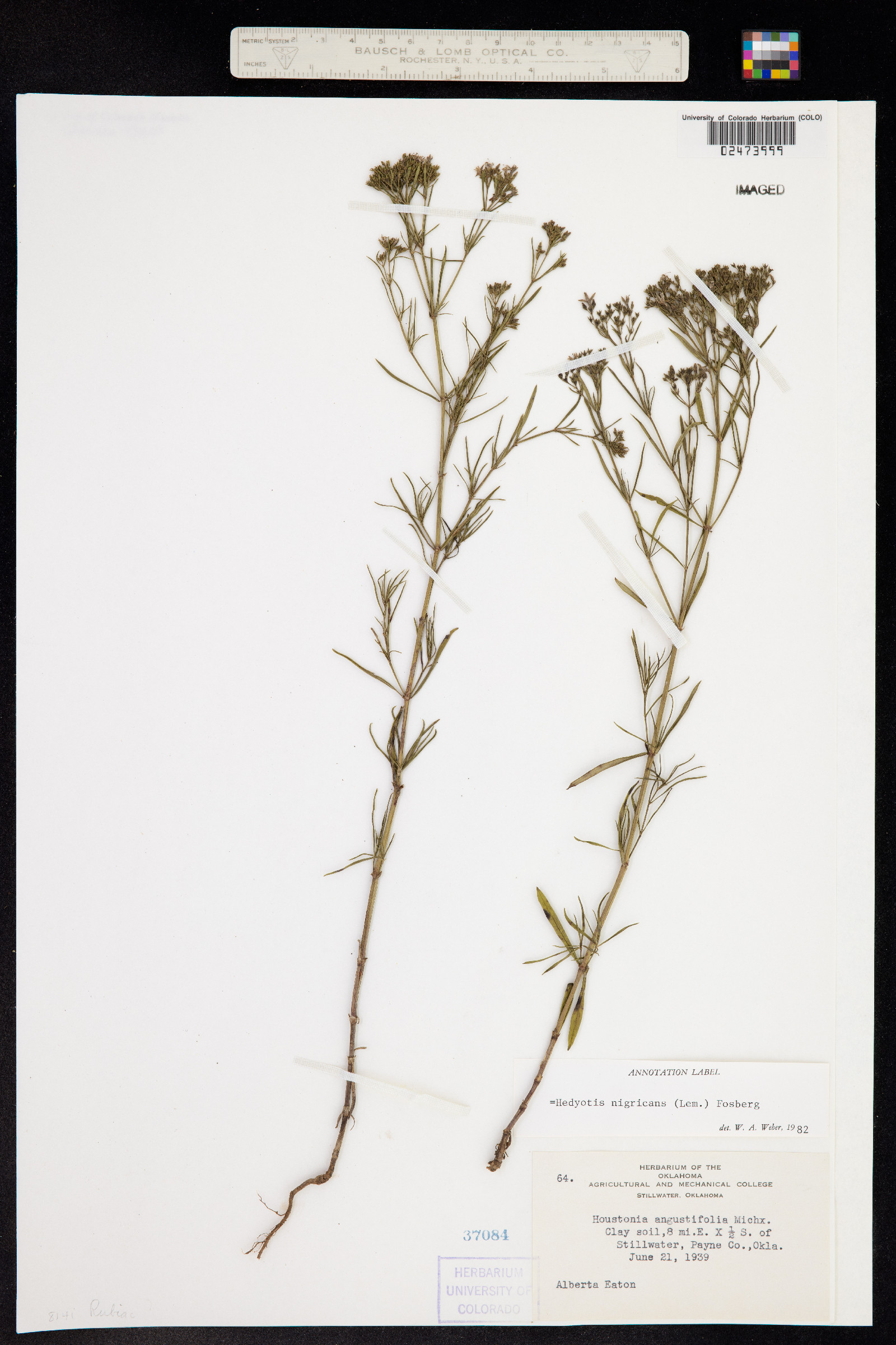 Stenaria nigricans var. nigricans image