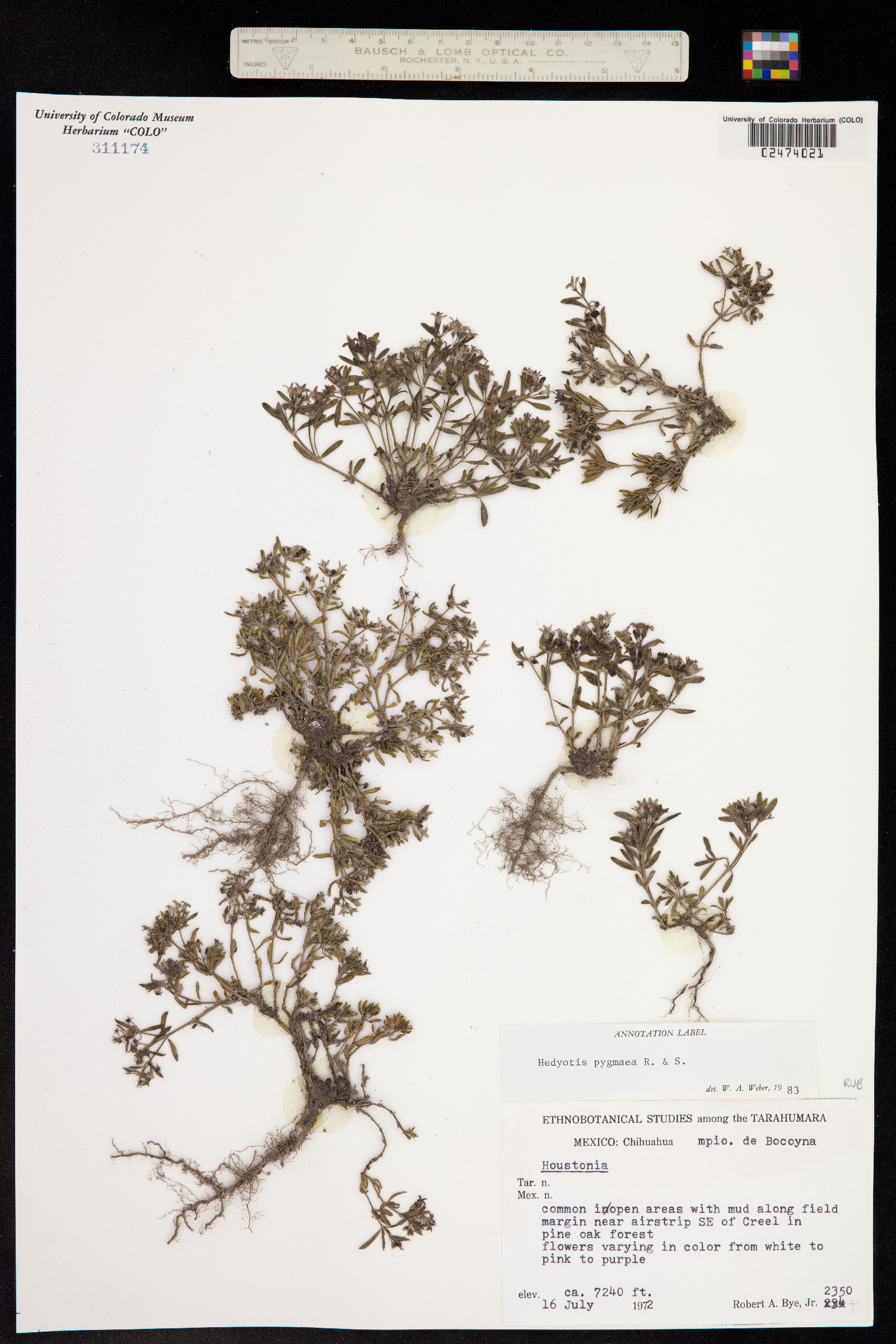 Houstonia wrightii image