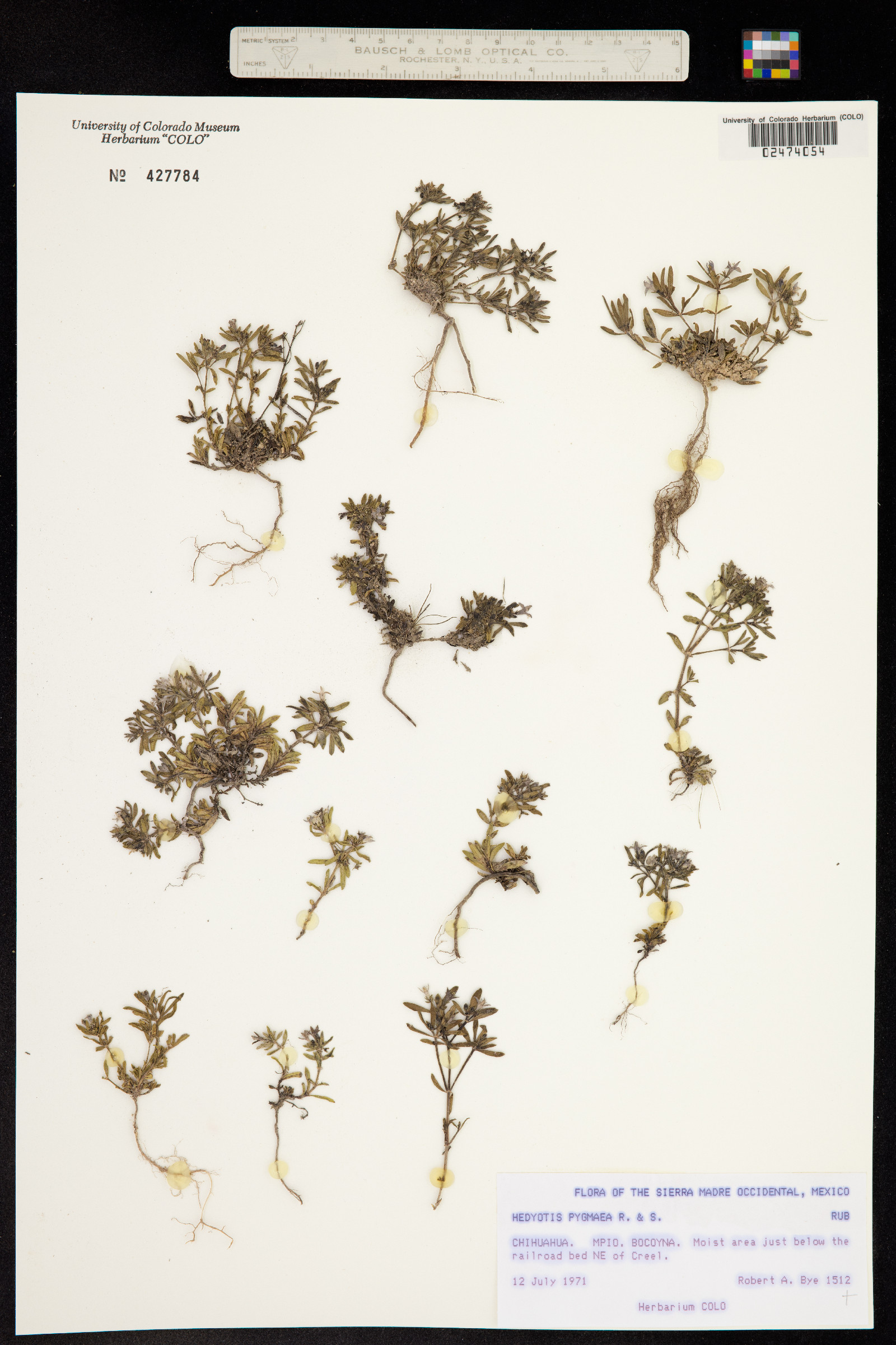 Houstonia wrightii image