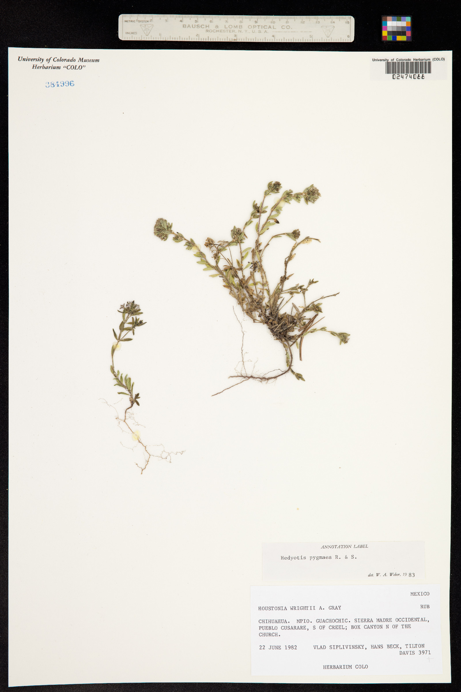 Houstonia wrightii image