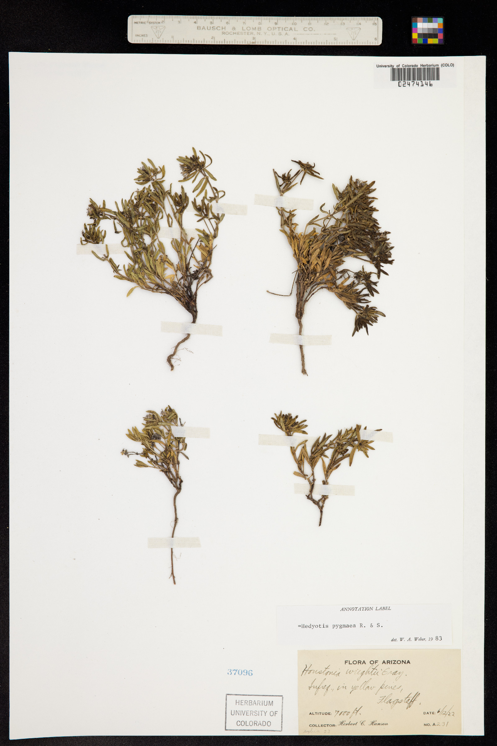 Houstonia wrightii image