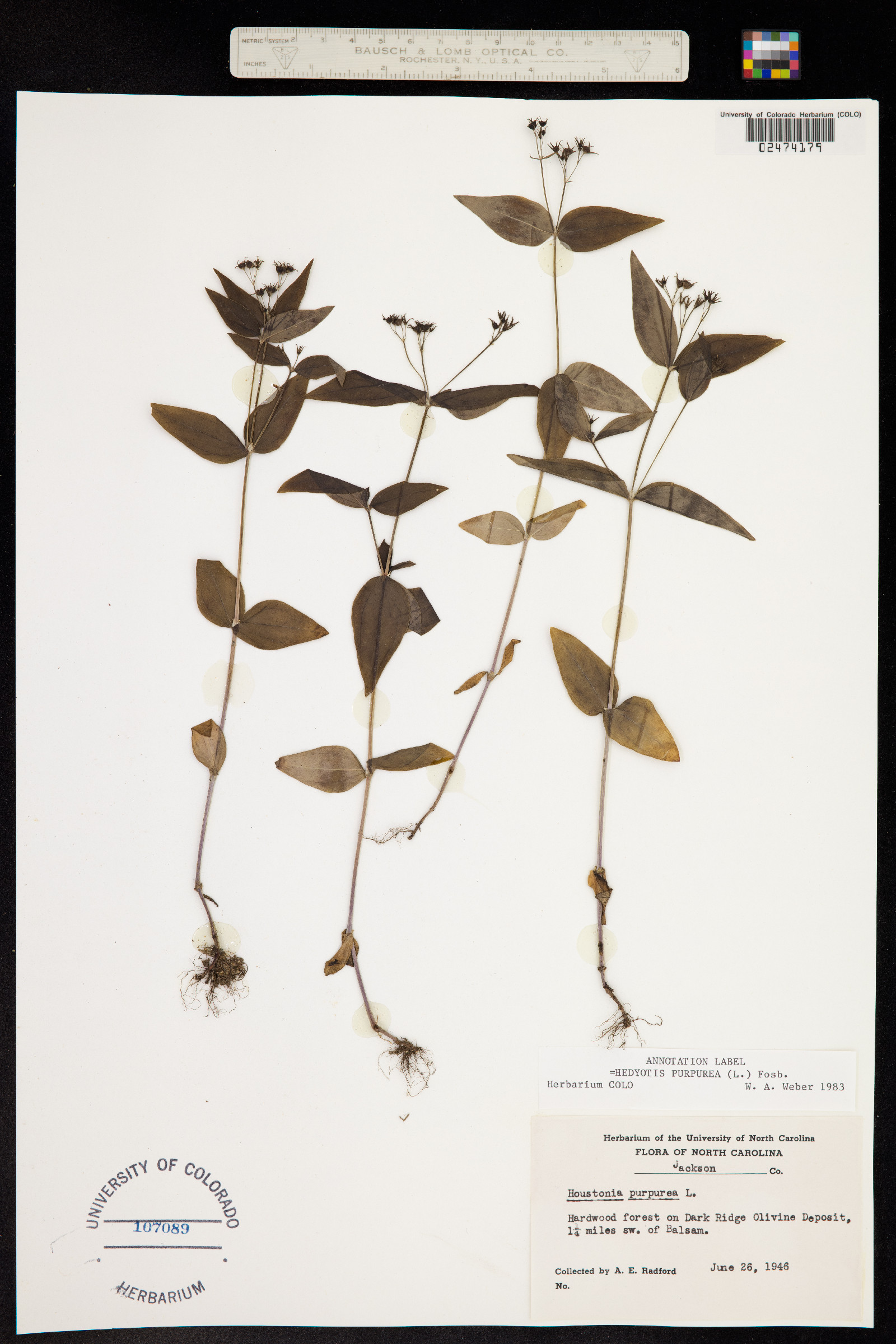 Houstonia purpurea image