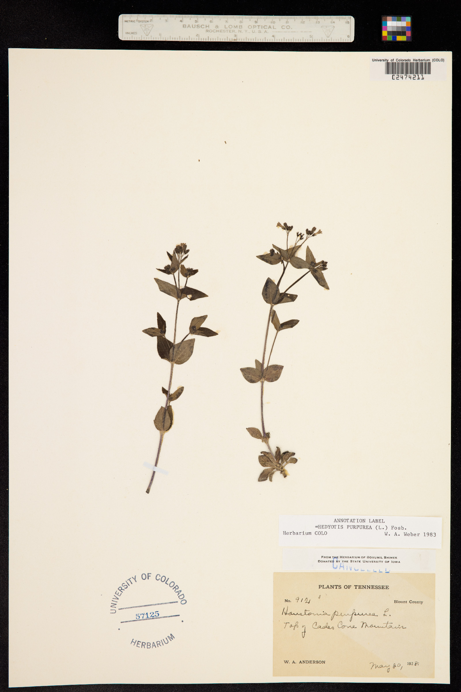 Houstonia purpurea image
