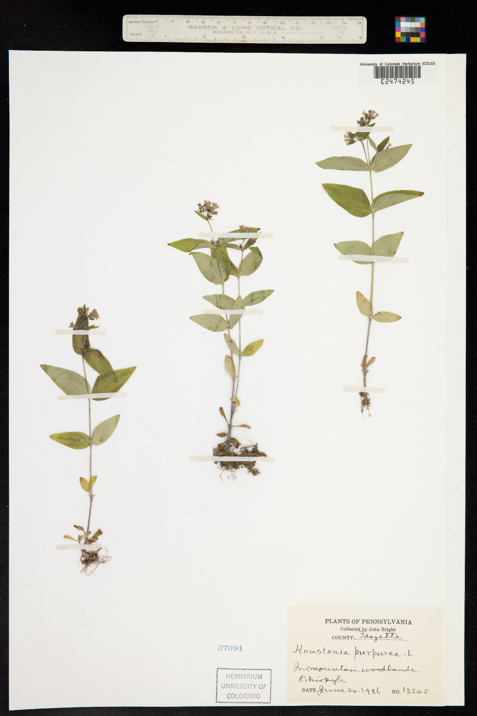 Houstonia purpurea image