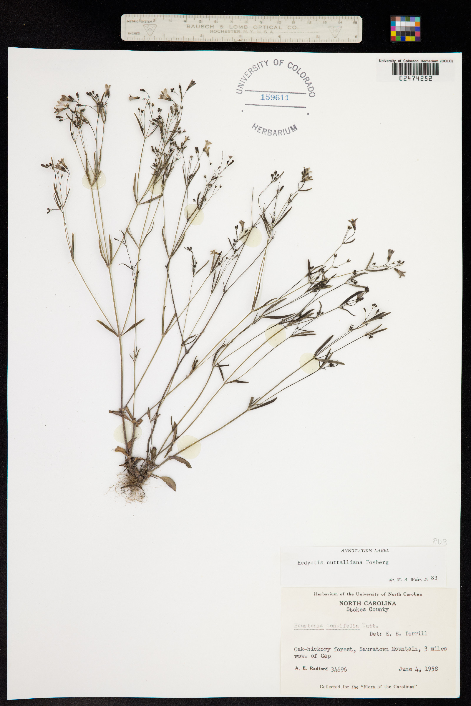 Hedyotis nuttalliana image