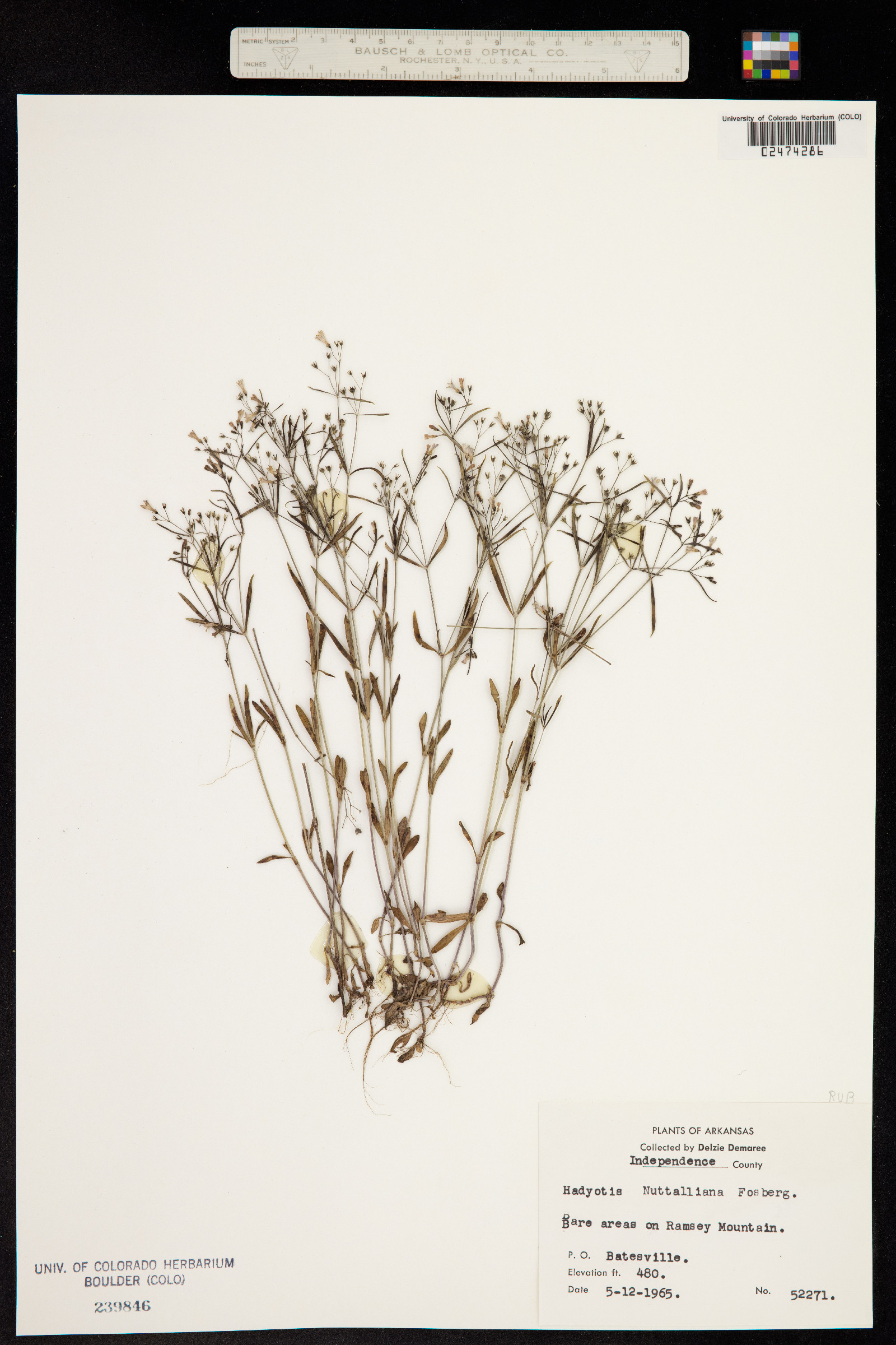 Houstonia longifolia image