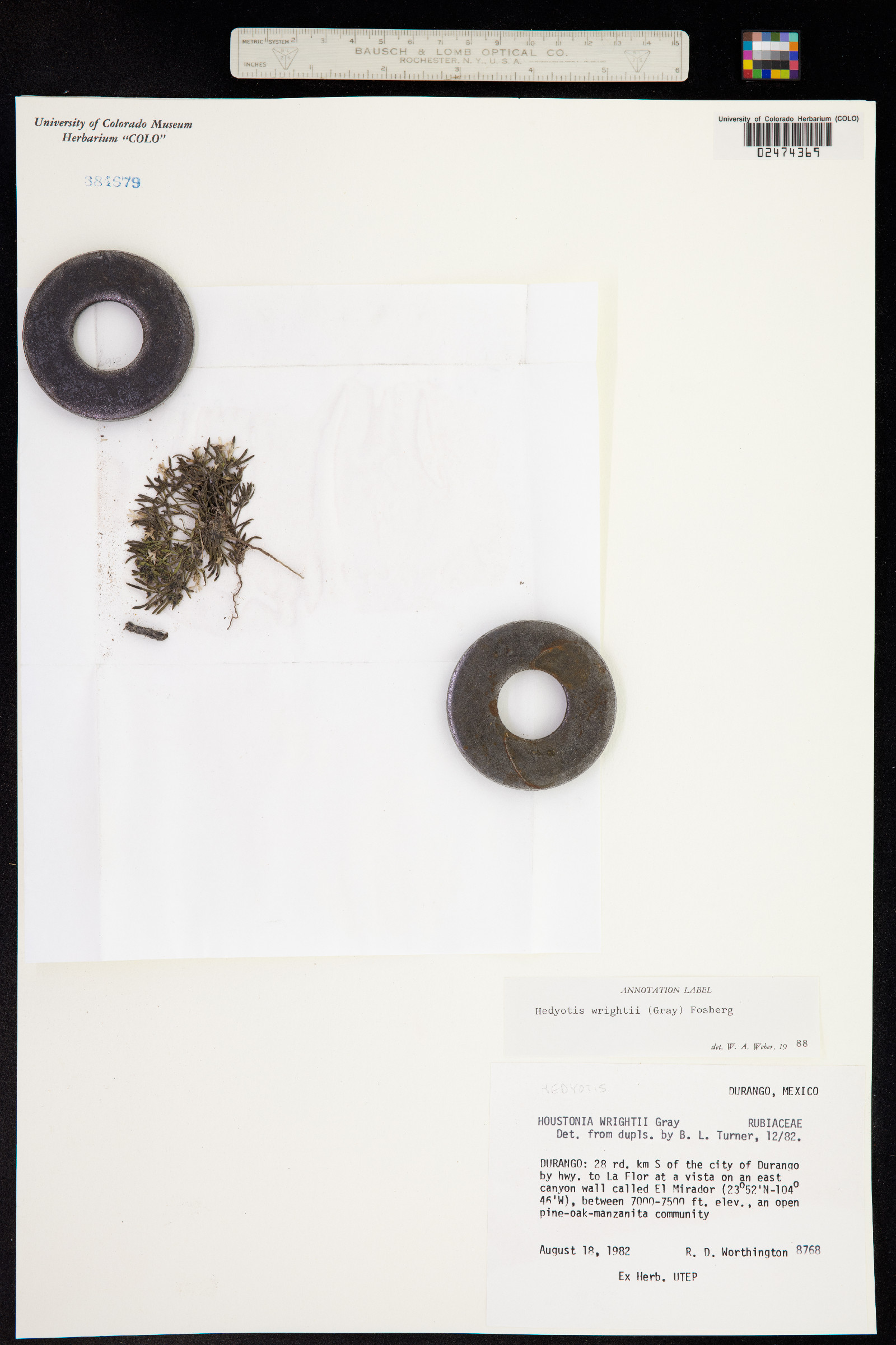 Houstonia wrightii image
