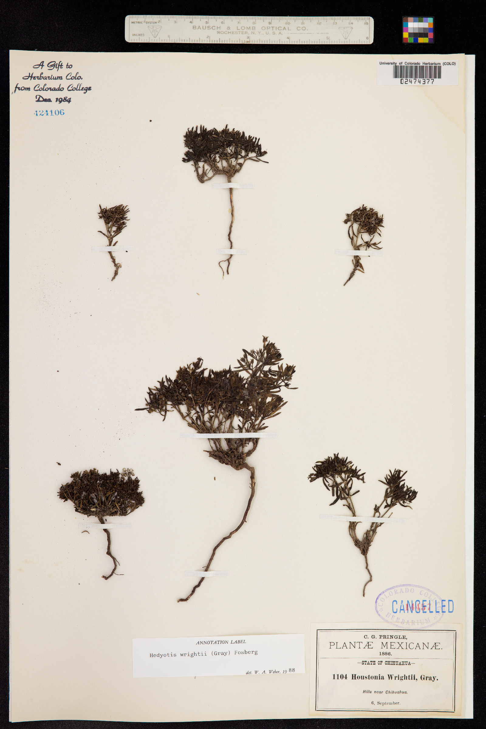 Houstonia wrightii image