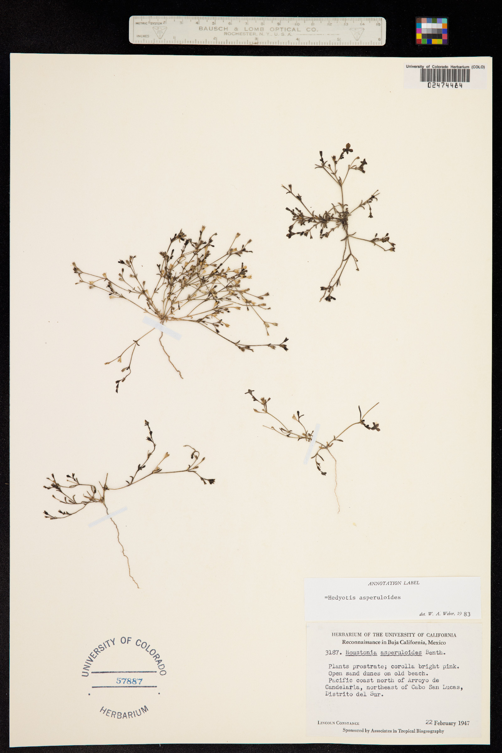 Hedyotis asperuloides image