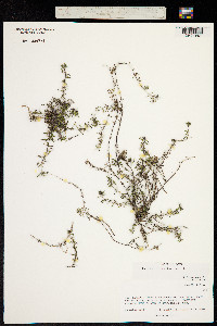Image of Hedyotis biflora