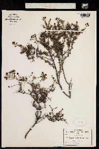Hedyotis fasciculata image