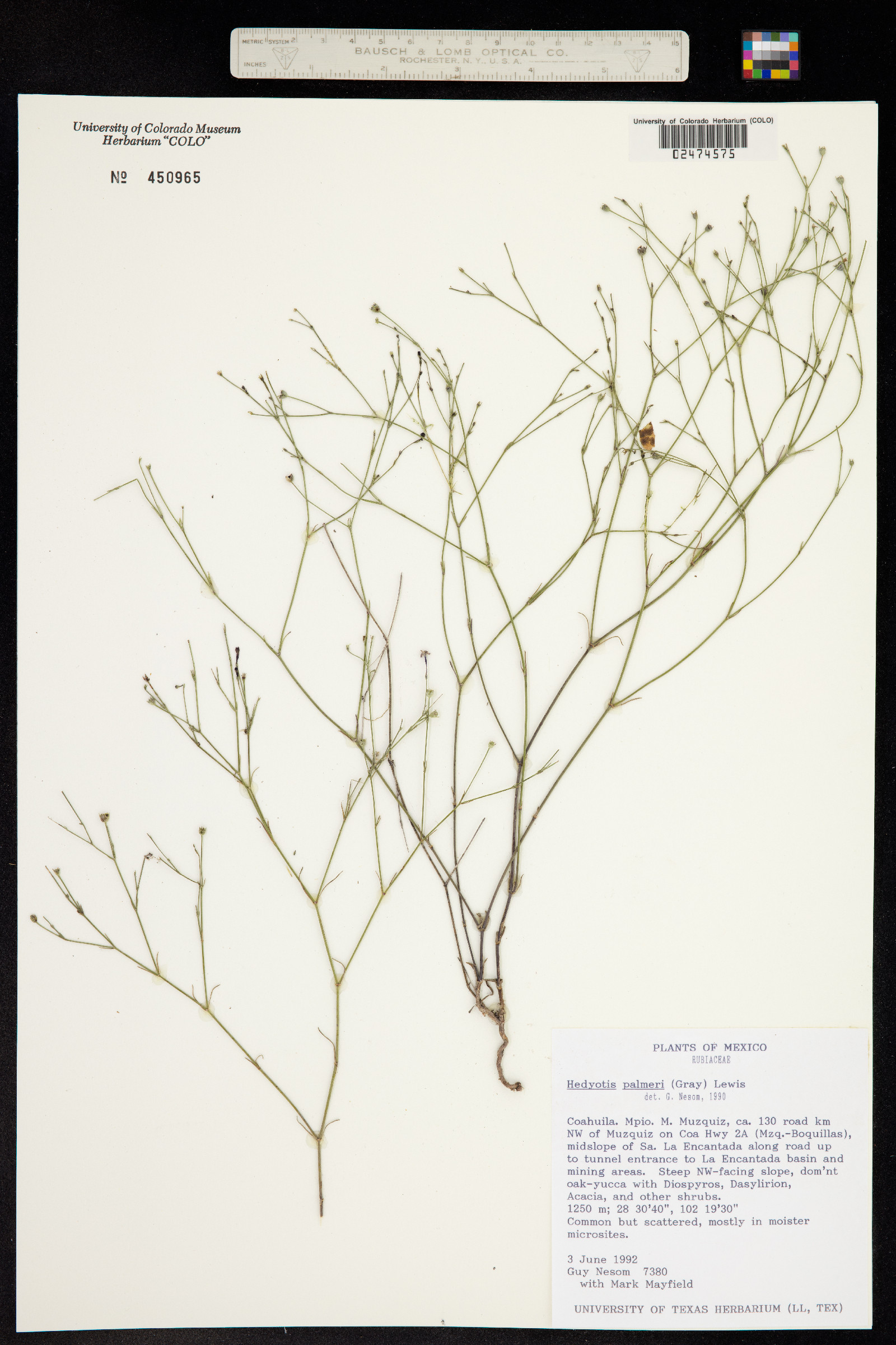 Hedyotis palmeri image