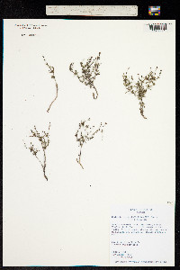 Oldenlandia pringlei image