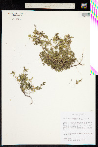 Image of Hedyotis spellenbergii