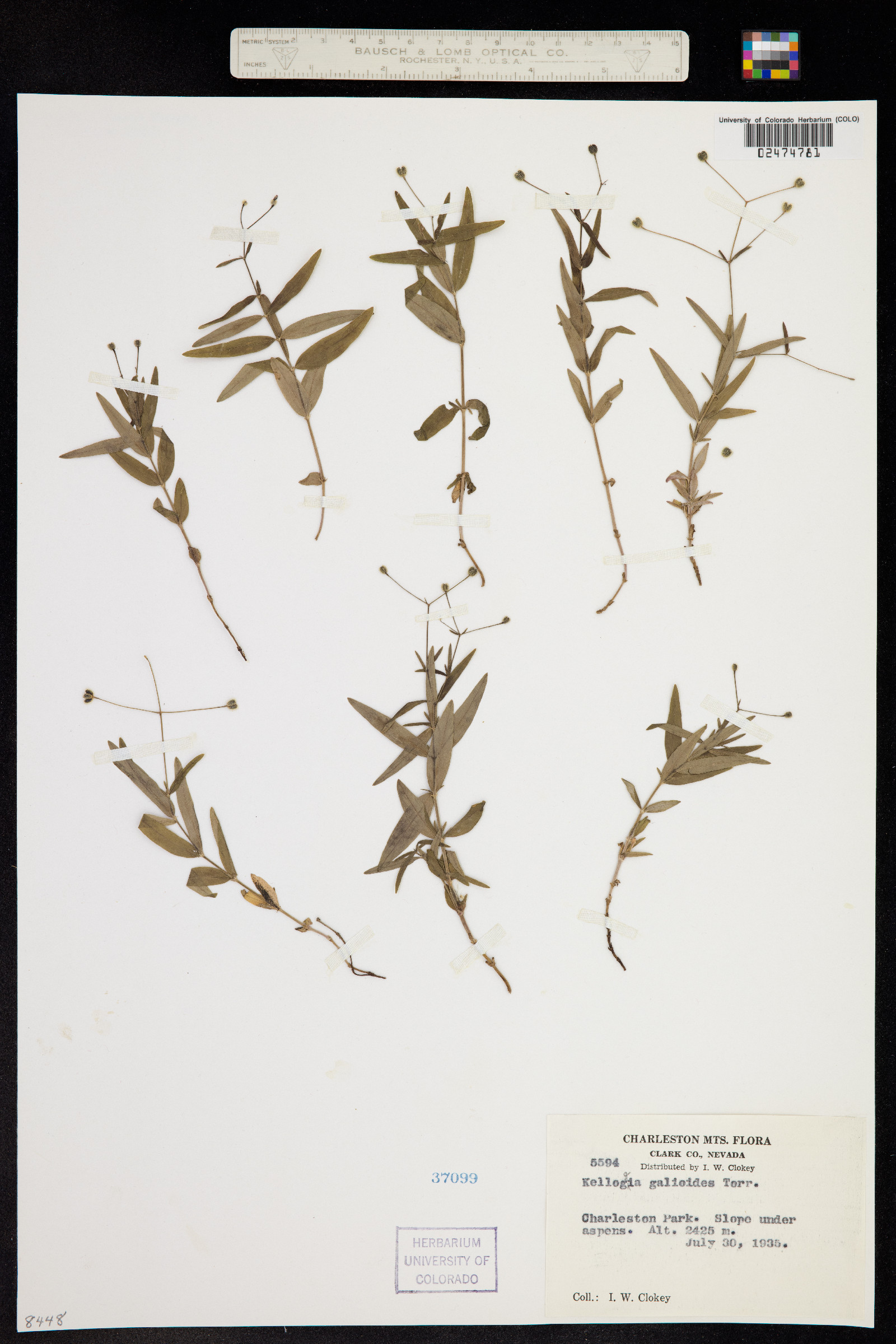 Kelloggia galioides image