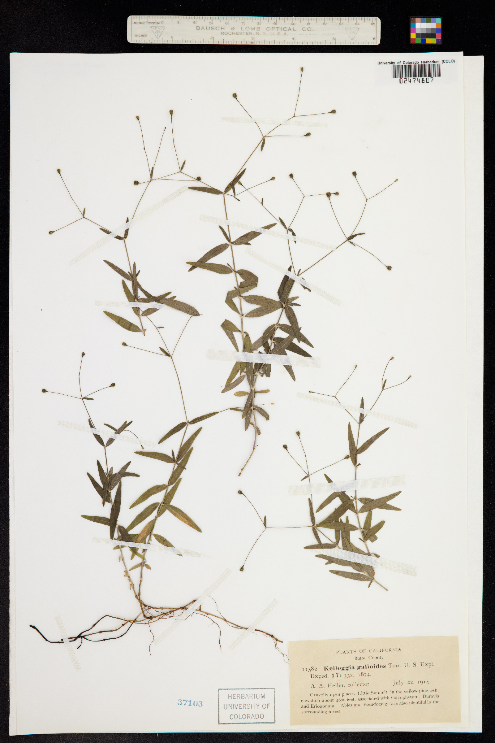 Kelloggia image
