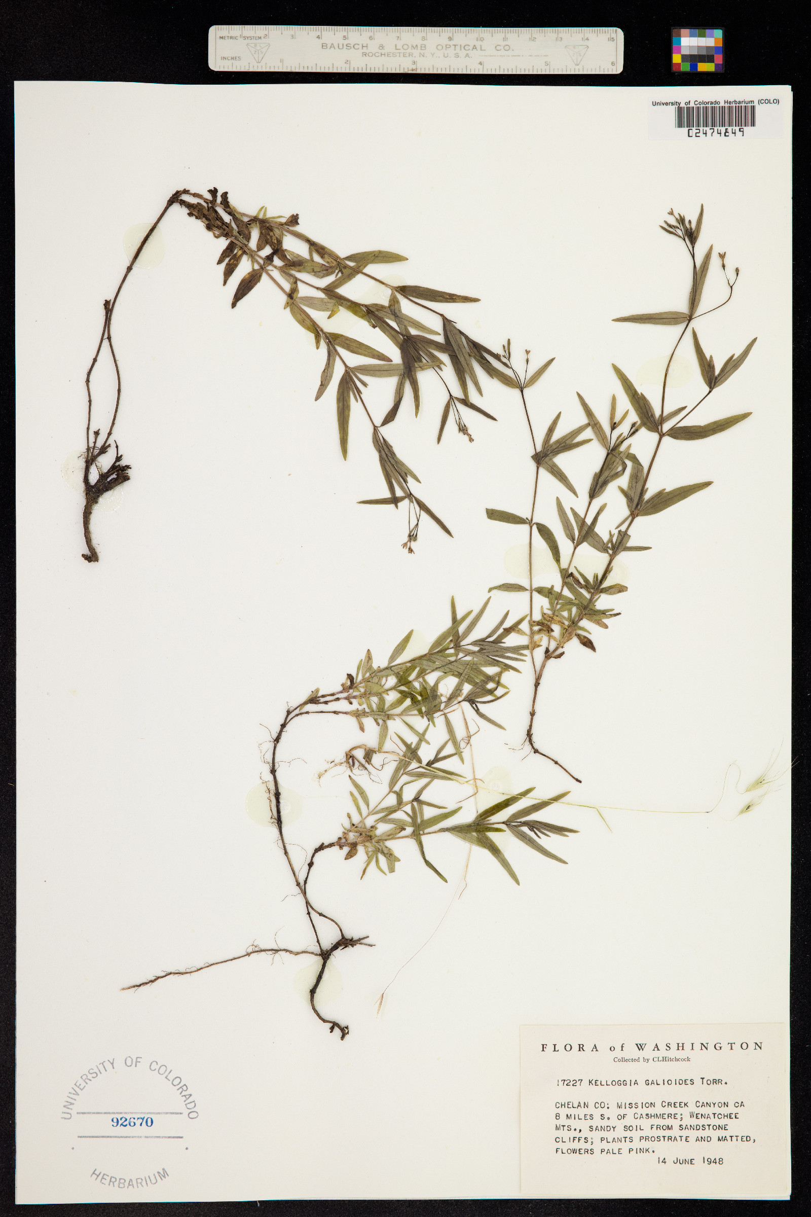 Kelloggia galioides image