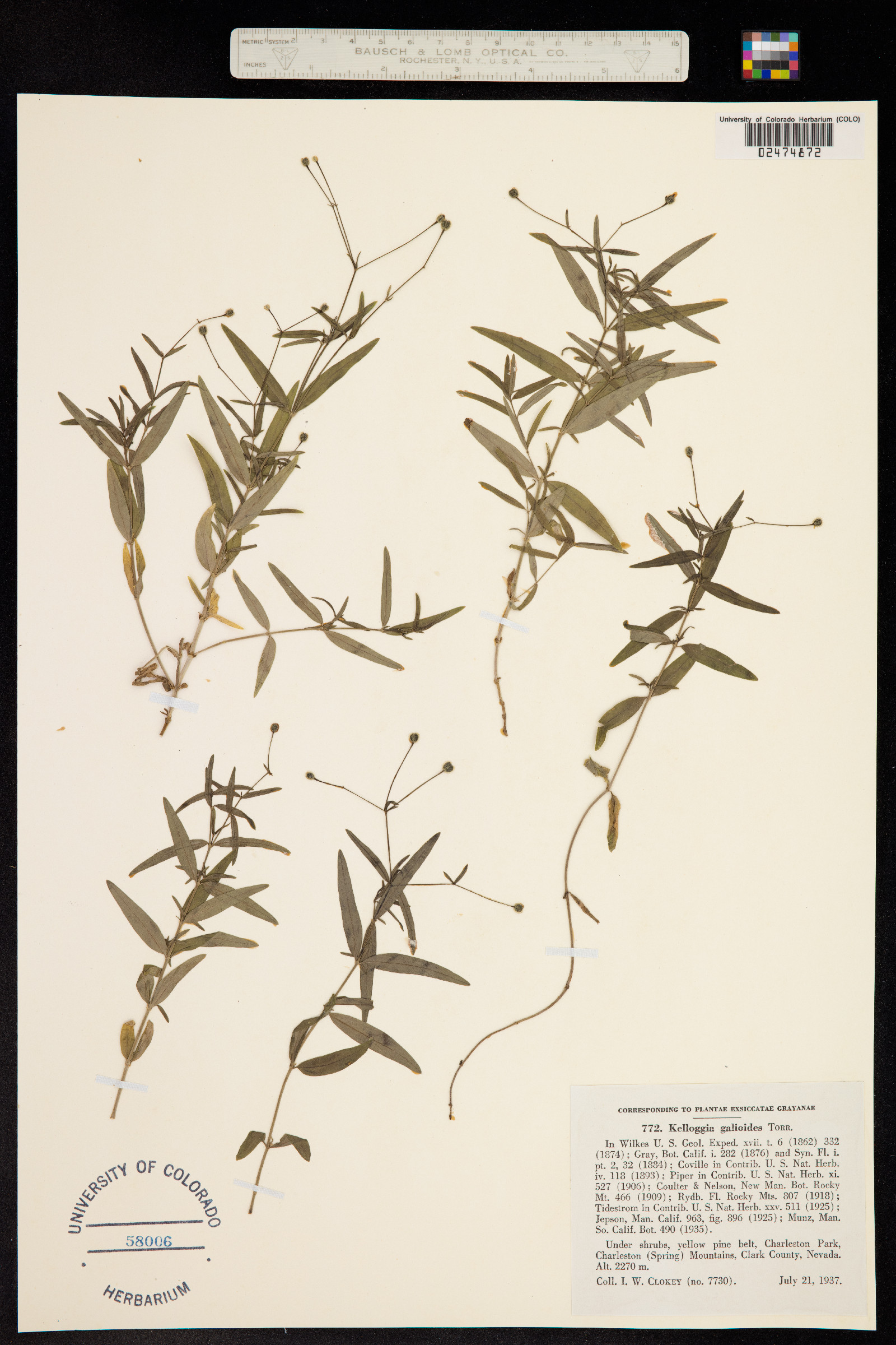 Kelloggia galioides image