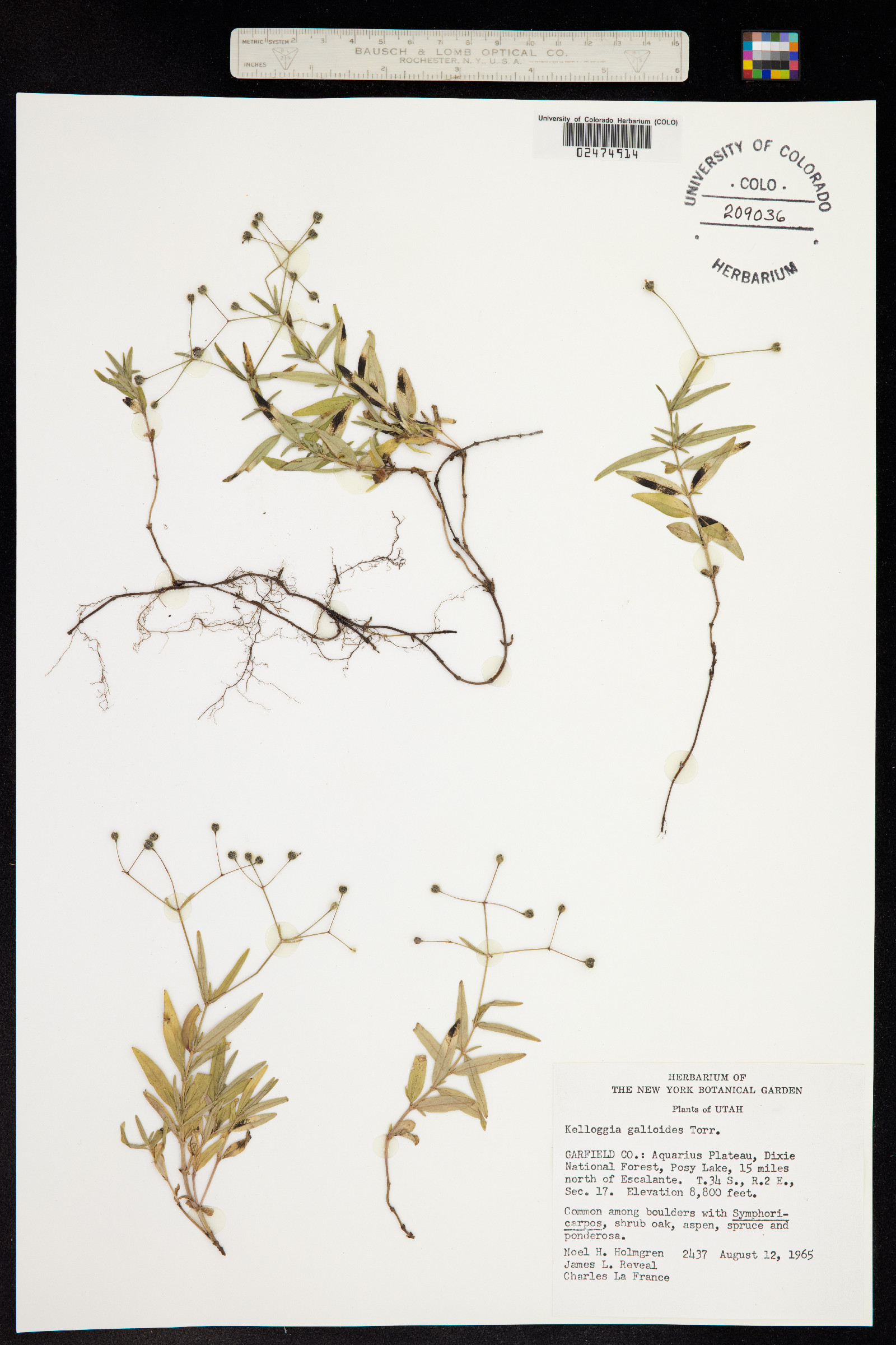 Kelloggia galioides image