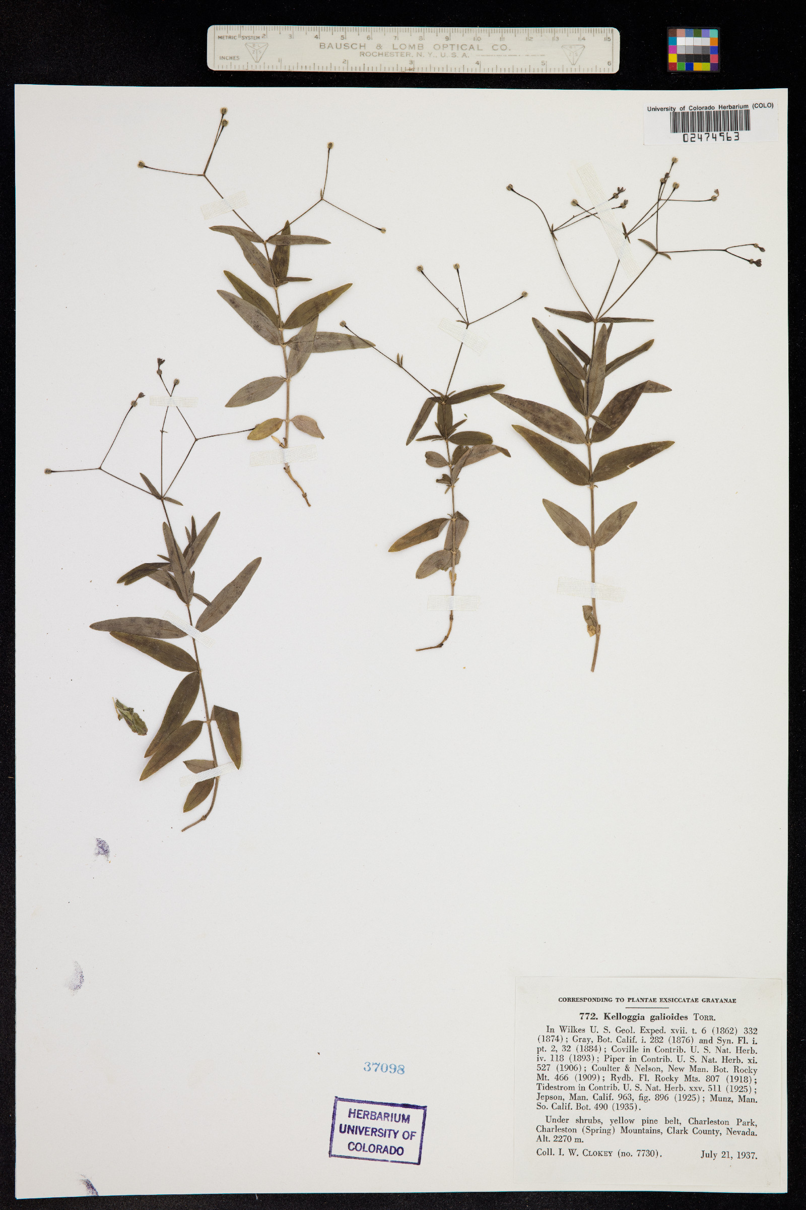 Kelloggia galioides image