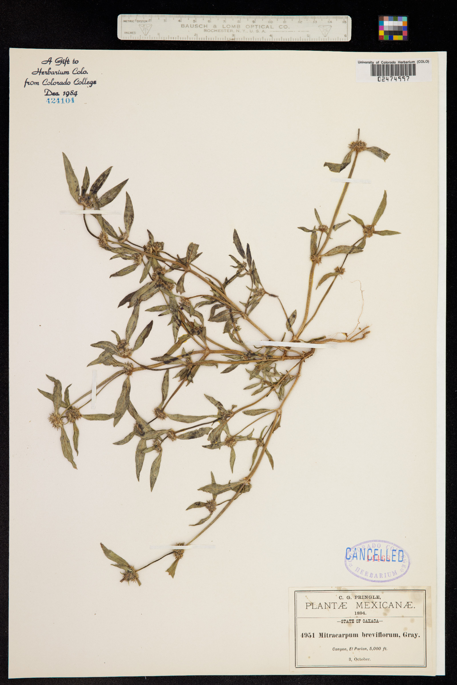 Mitracarpus breviflorus image