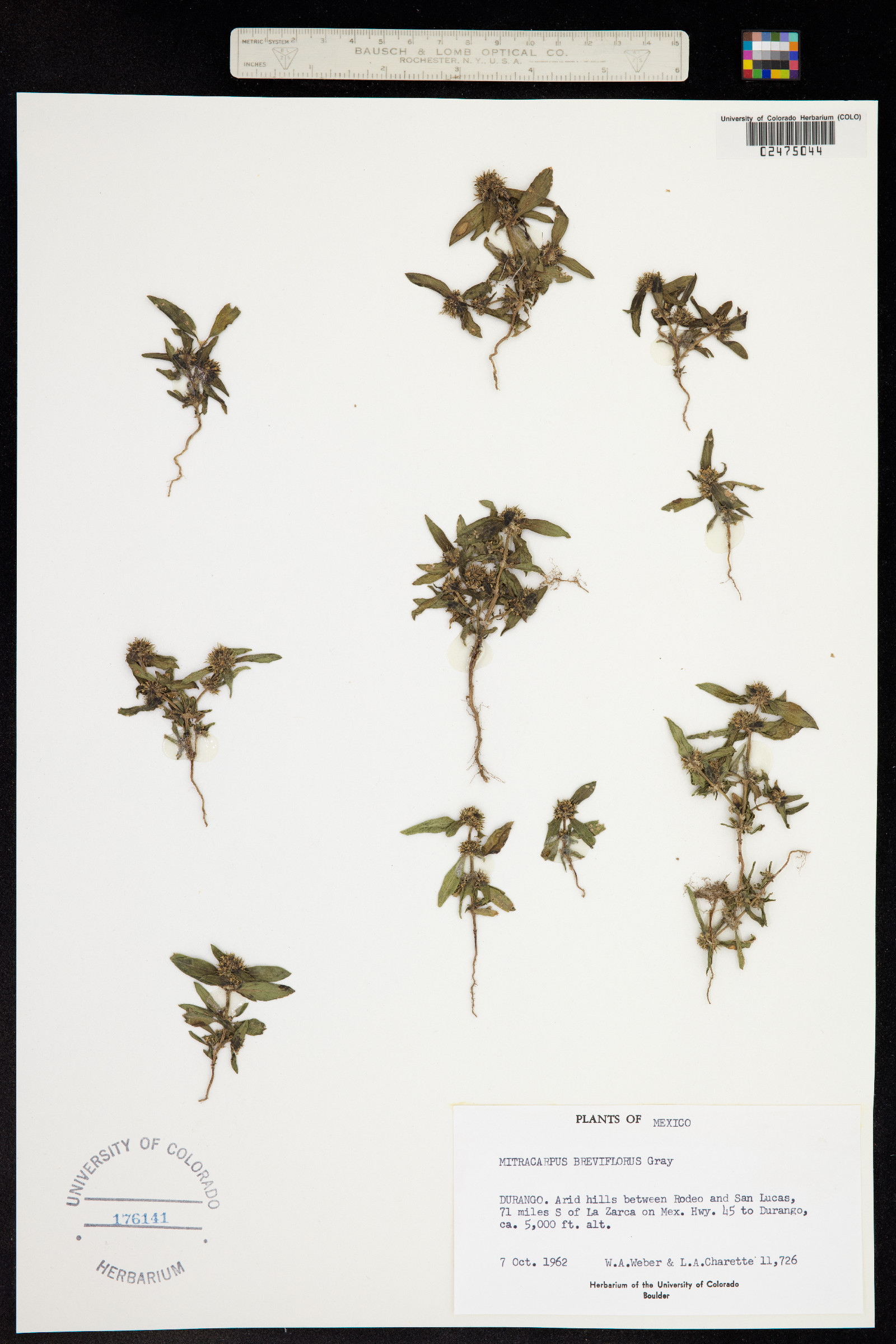Mitracarpus breviflorus image