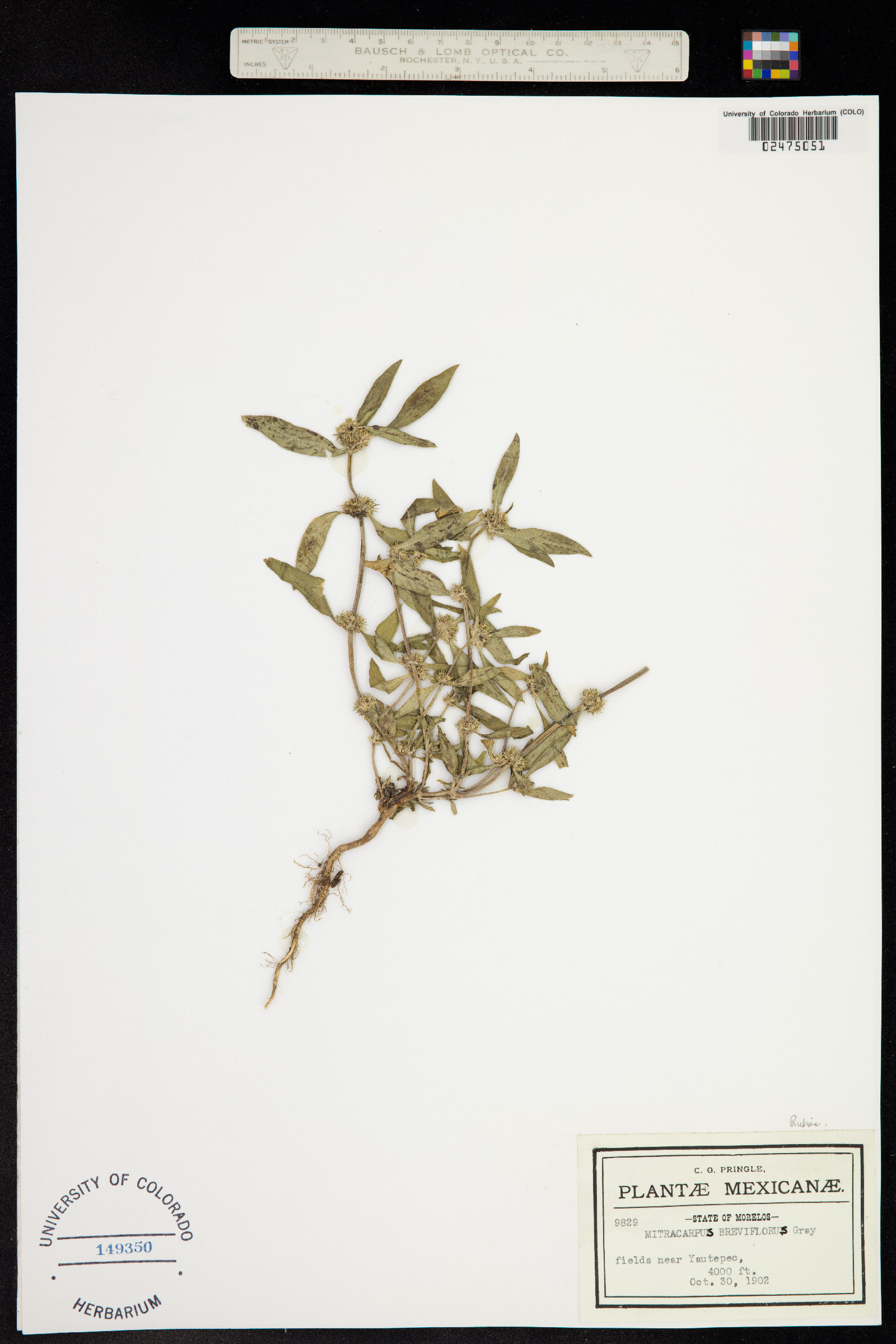 Mitracarpus image