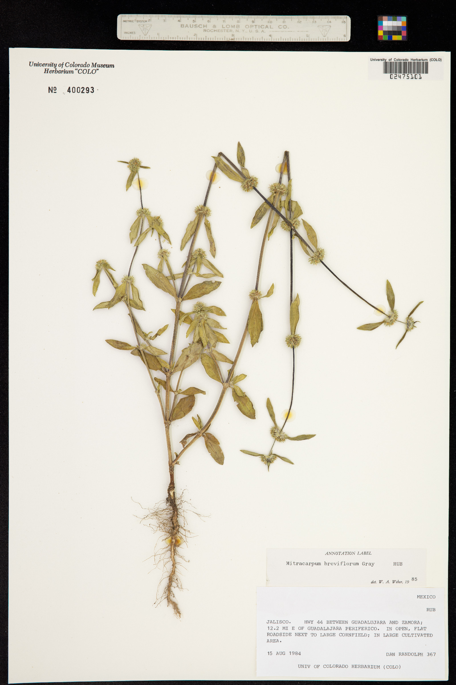Mitracarpus breviflorus image