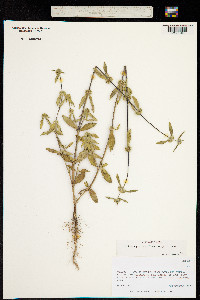 Mitracarpus breviflorus image