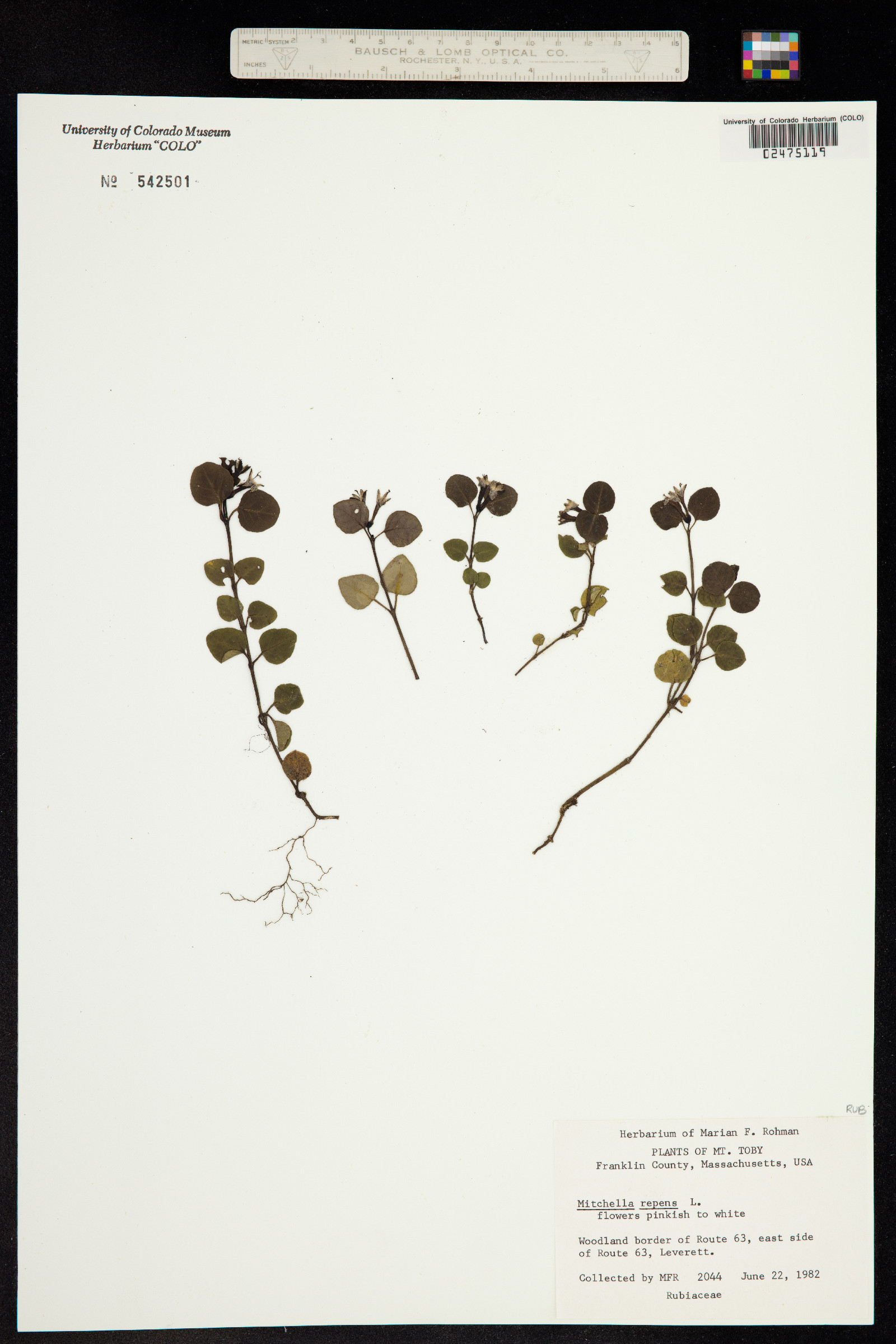 Mitchella repens image