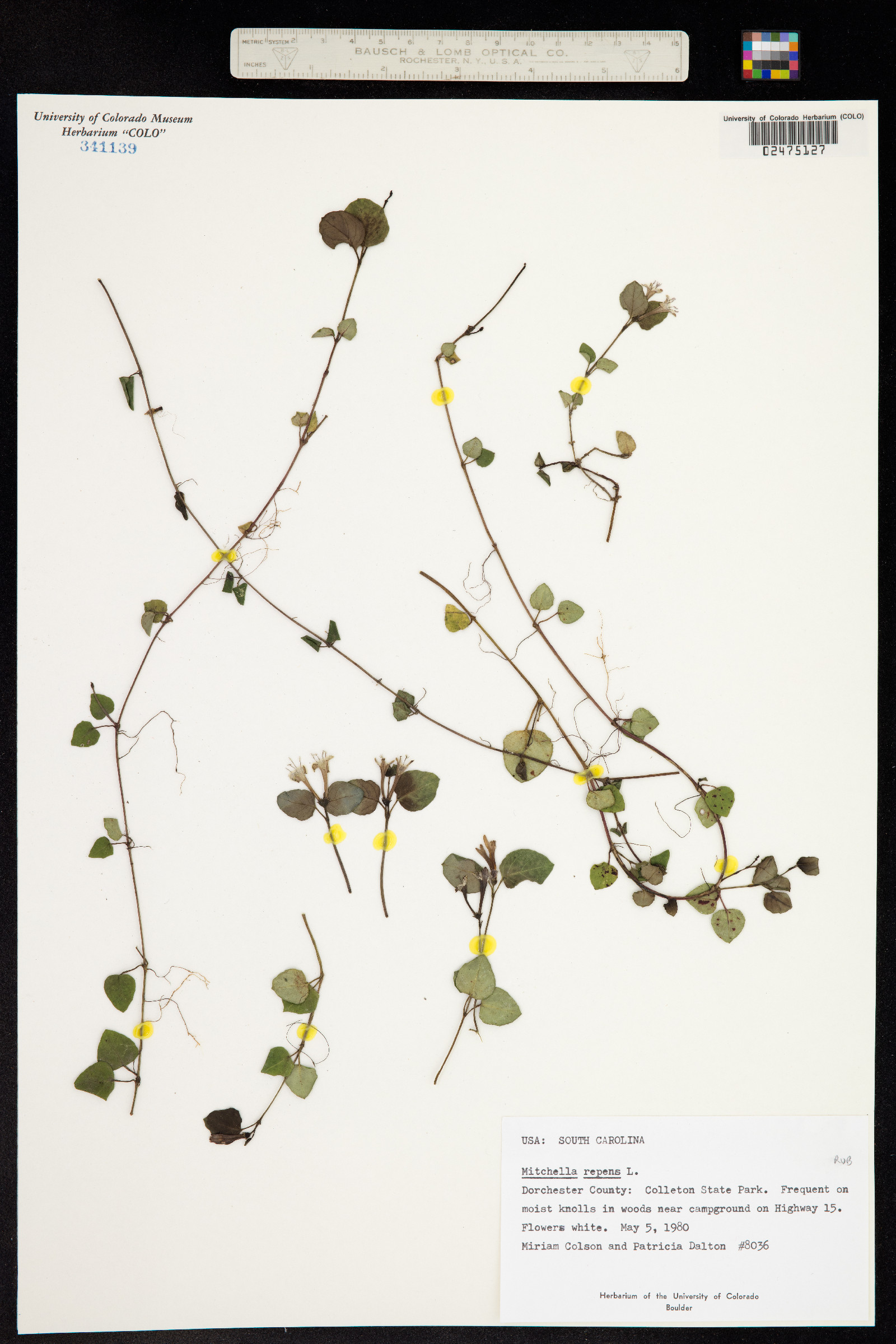 Mitchella repens image