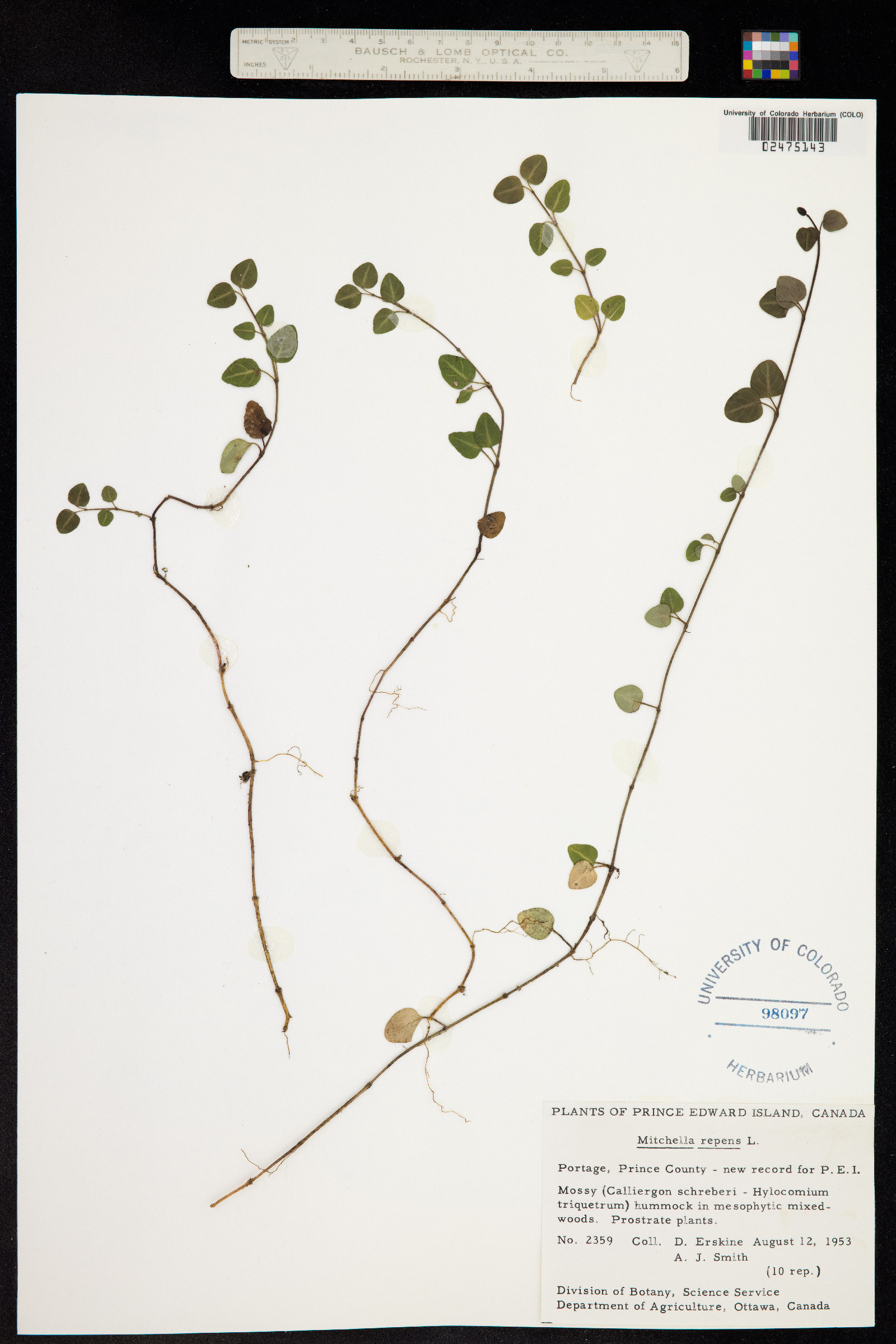 Mitchella repens image