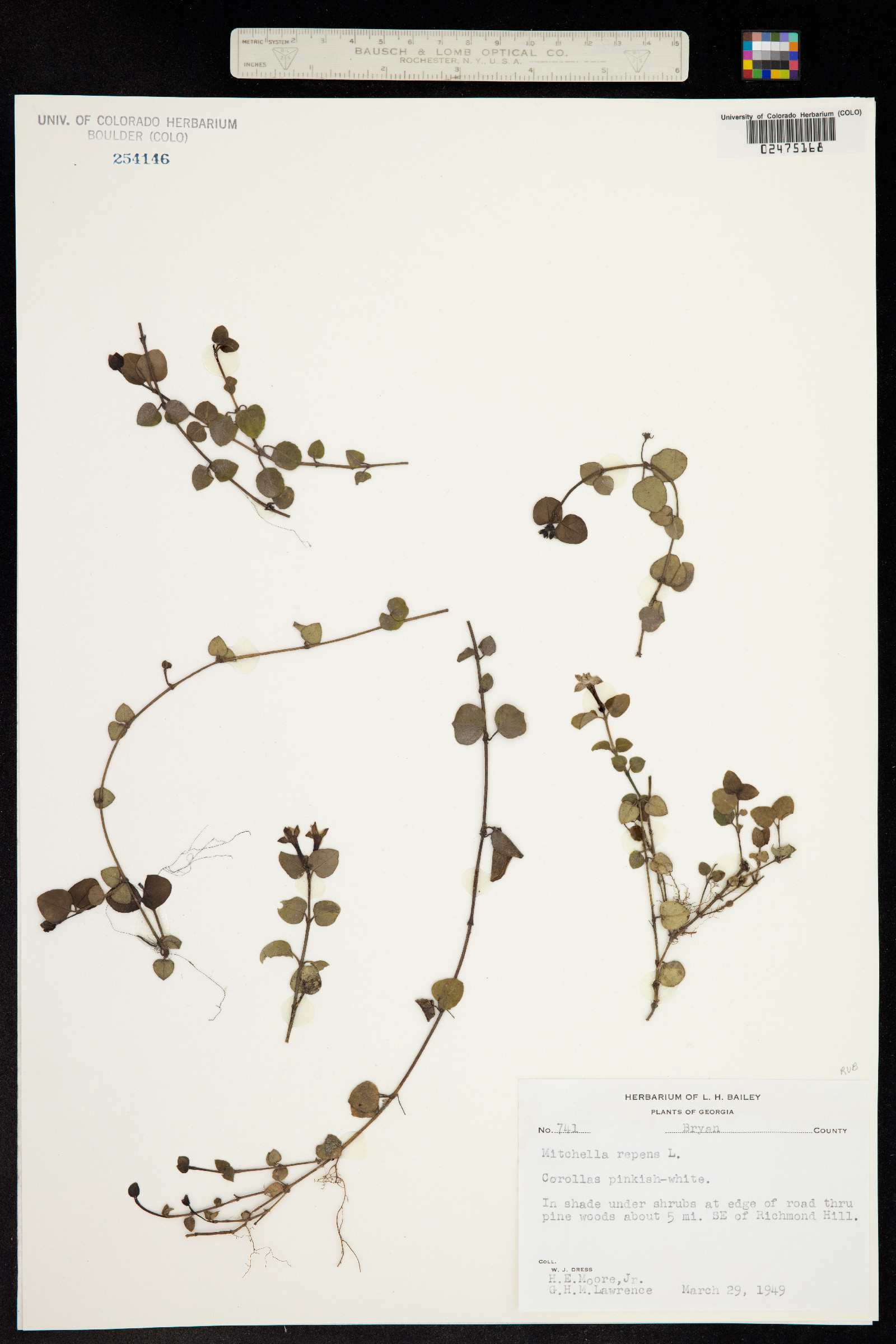 Mitchella repens image