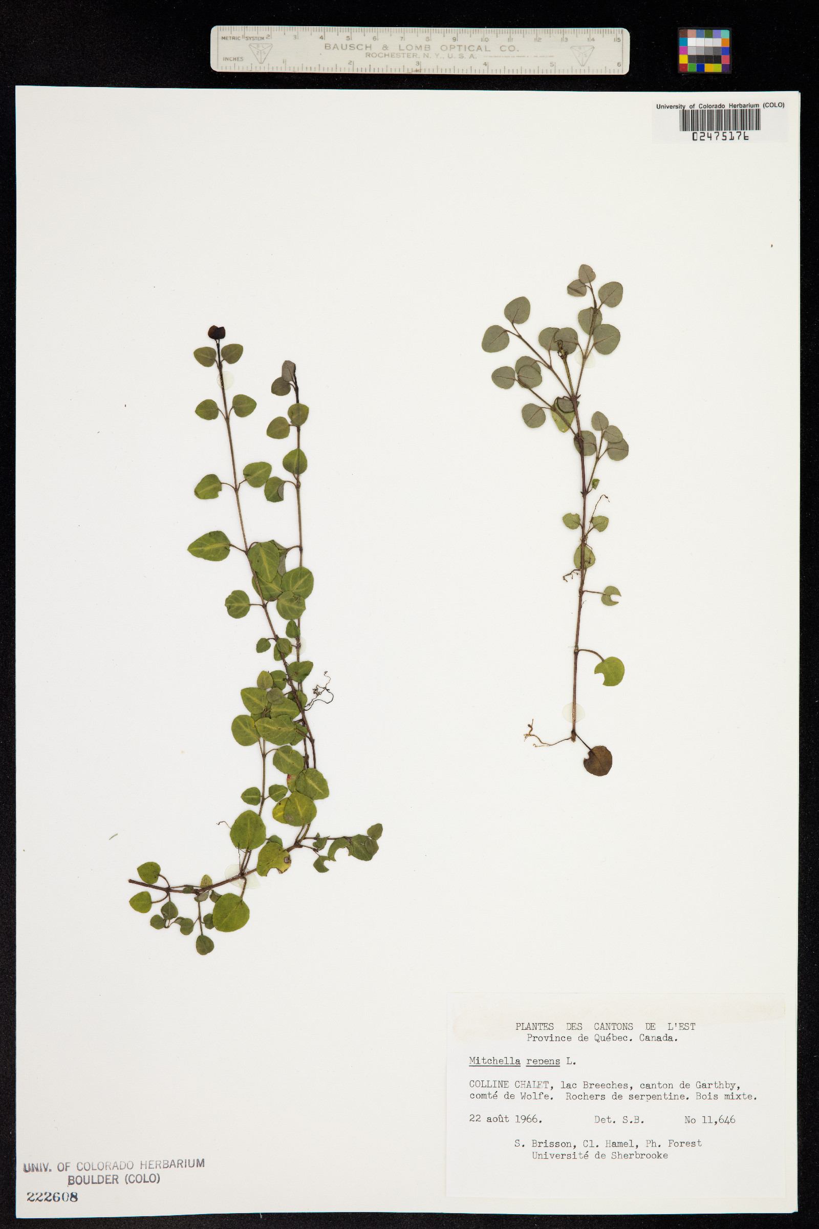 Mitchella repens image