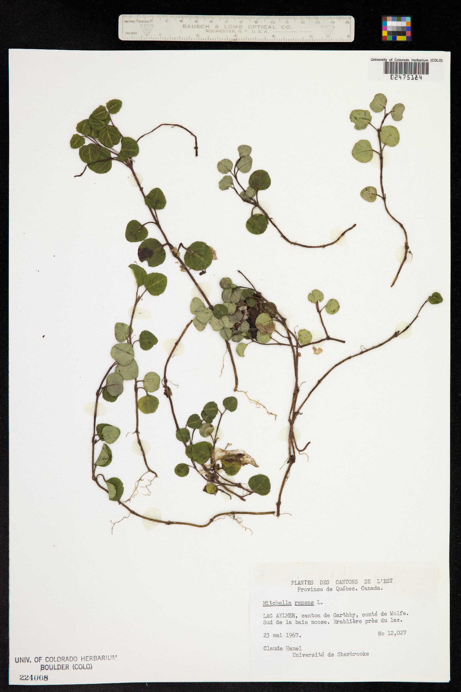 Mitchella image
