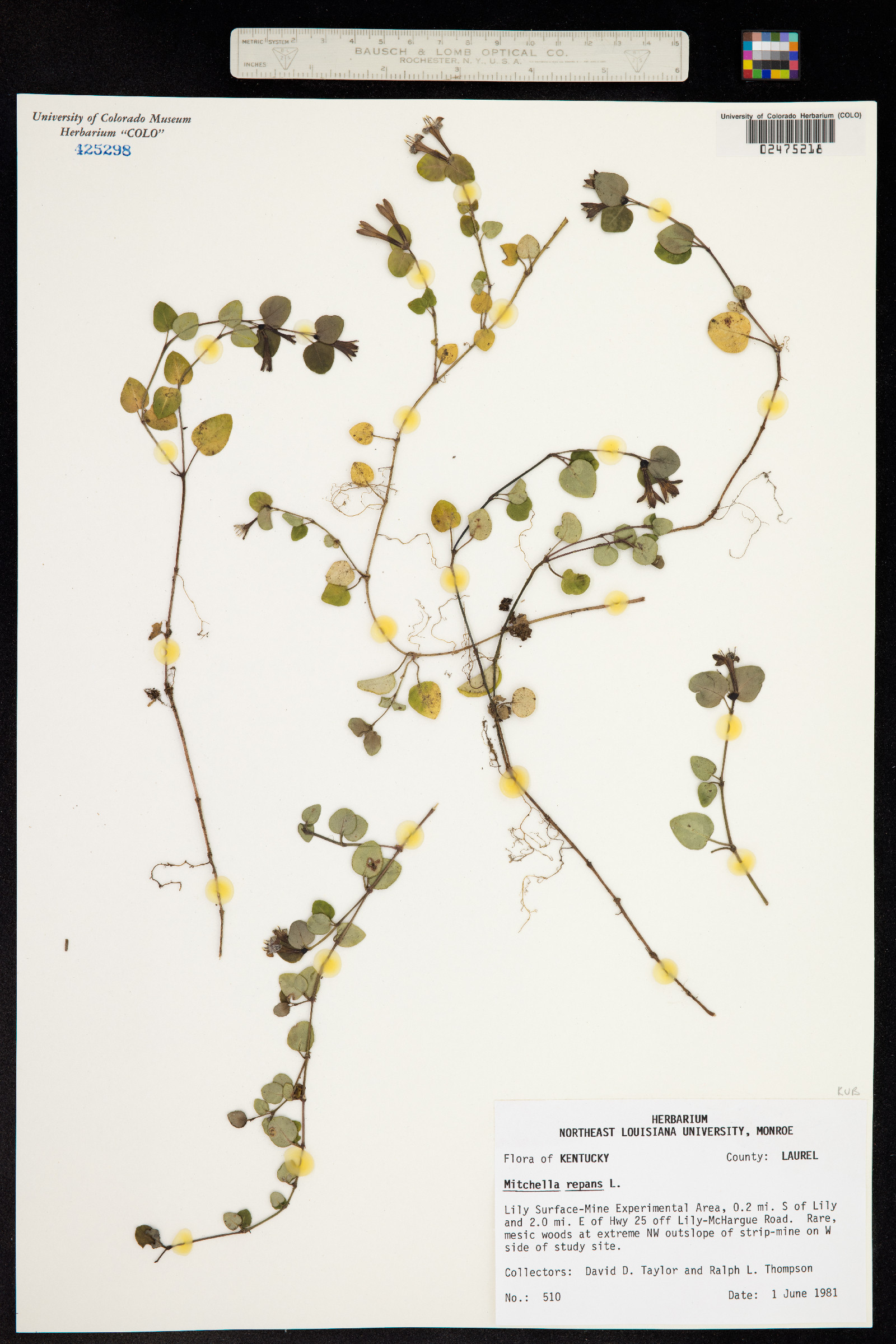 Mitchella repens image