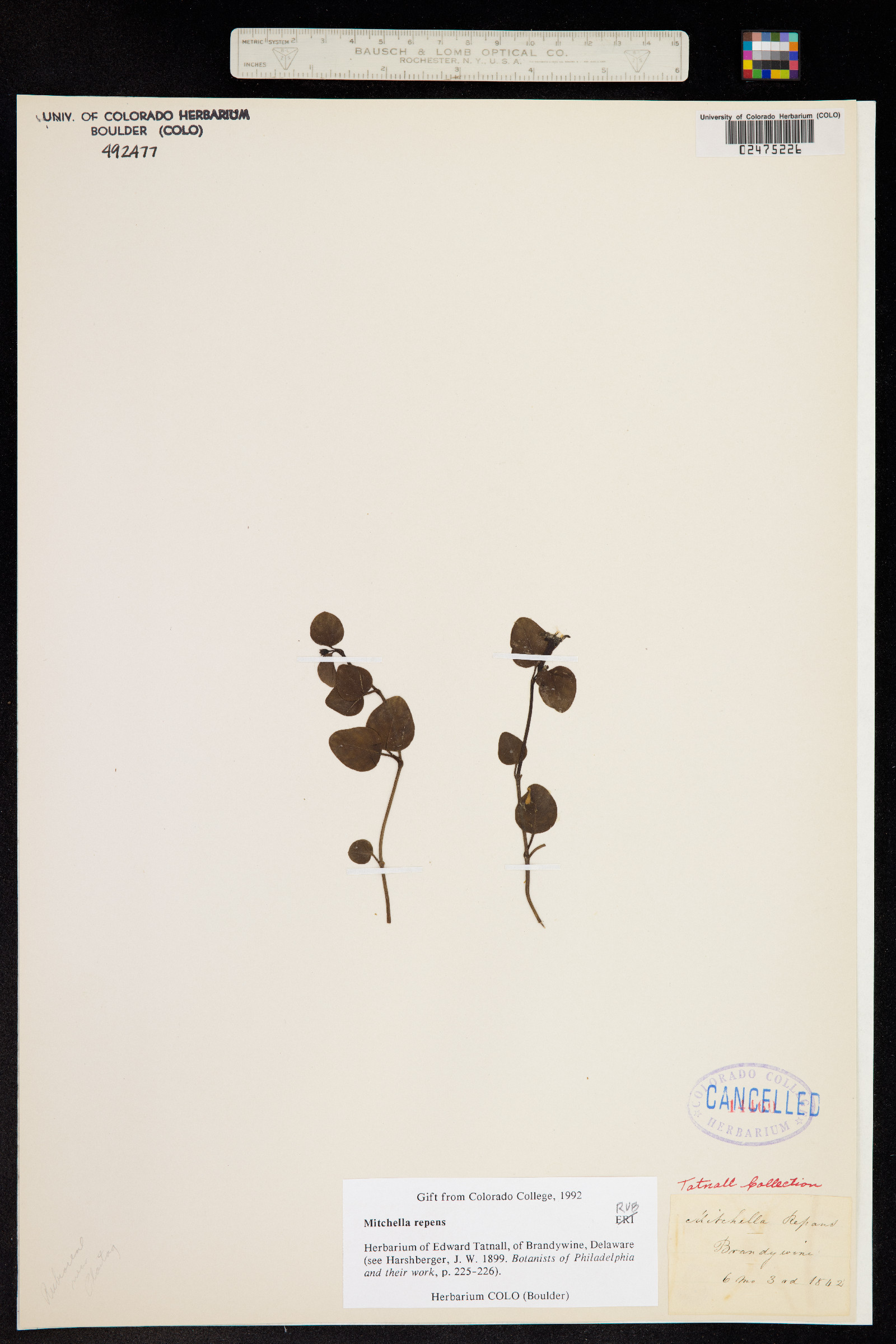 Mitchella repens image