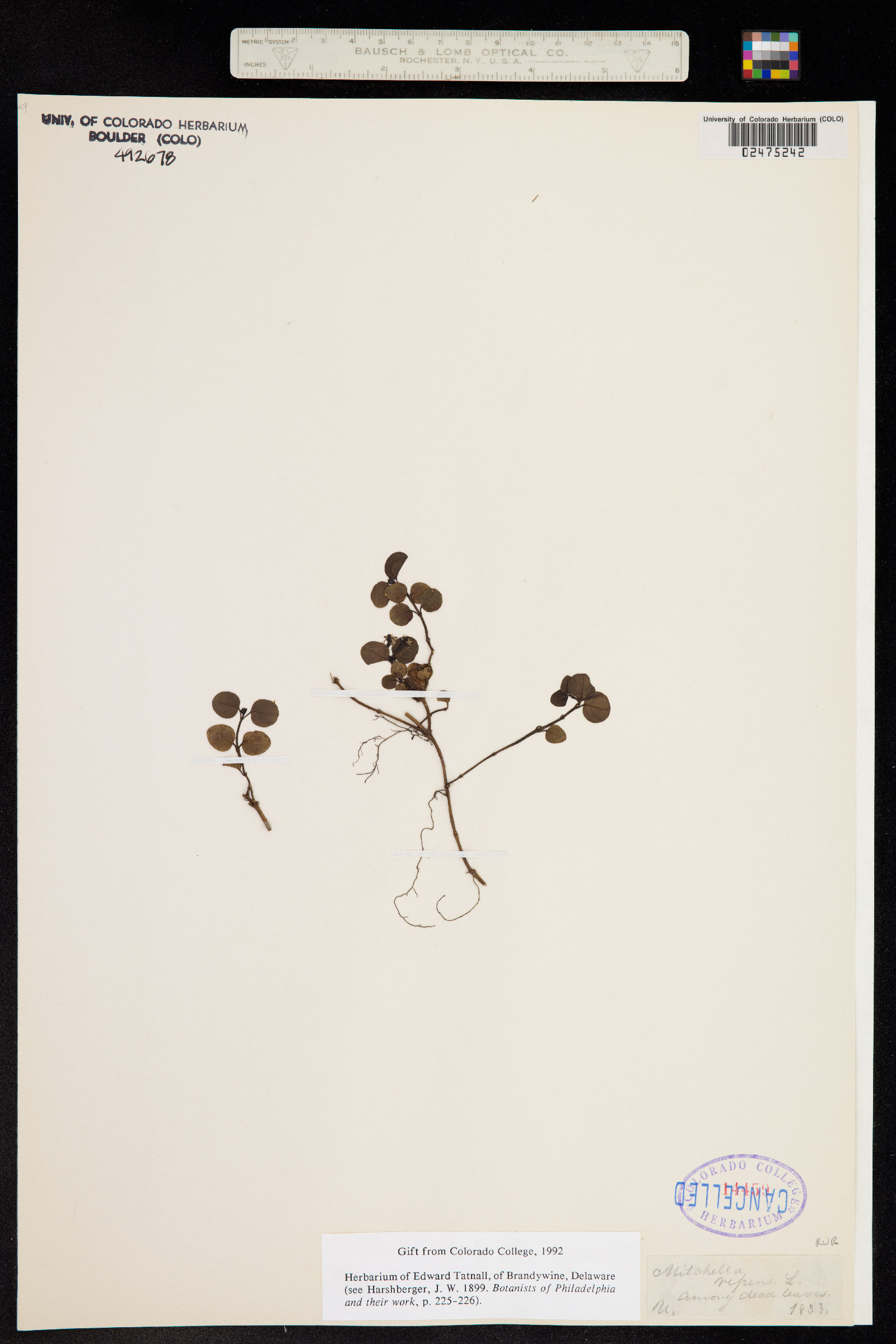 Mitchella repens image