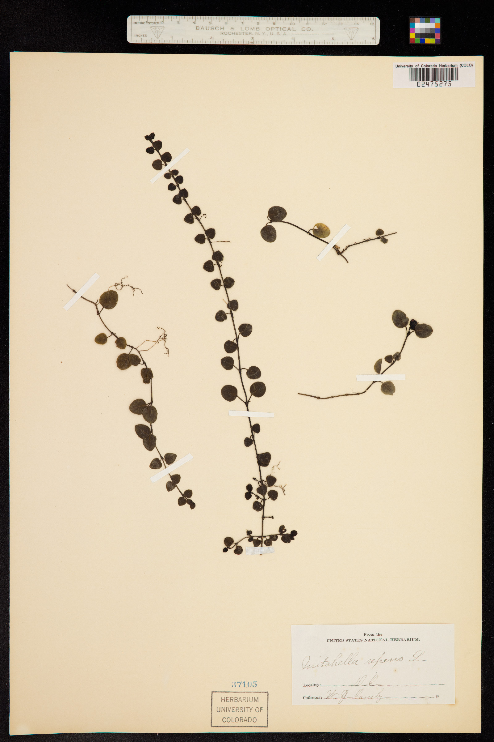 Mitchella image
