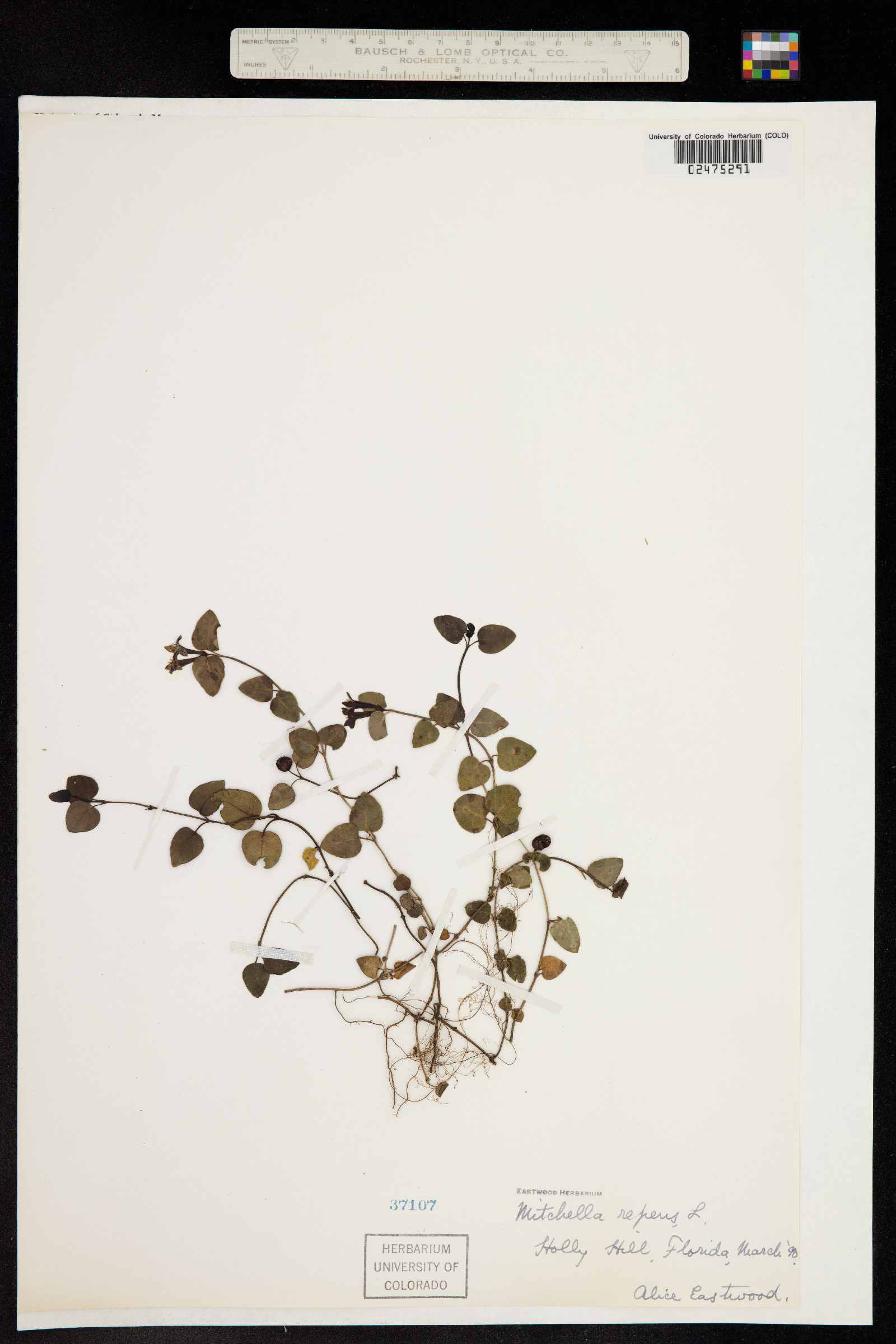 Mitchella repens image