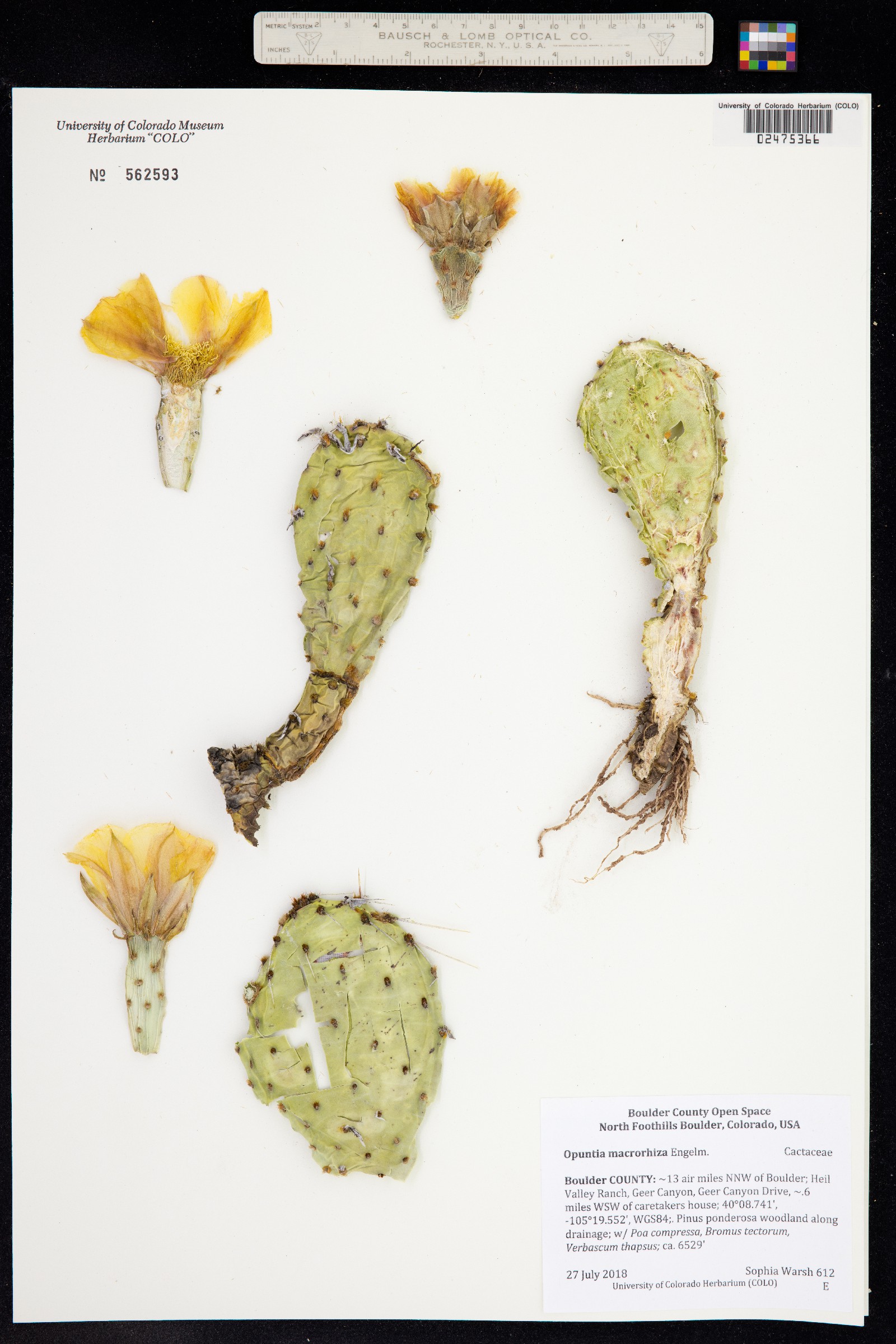 Opuntia image