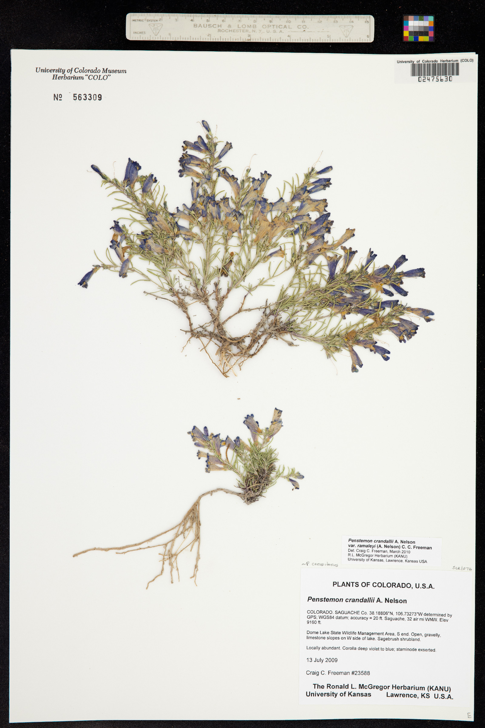 Penstemon caespitosus image