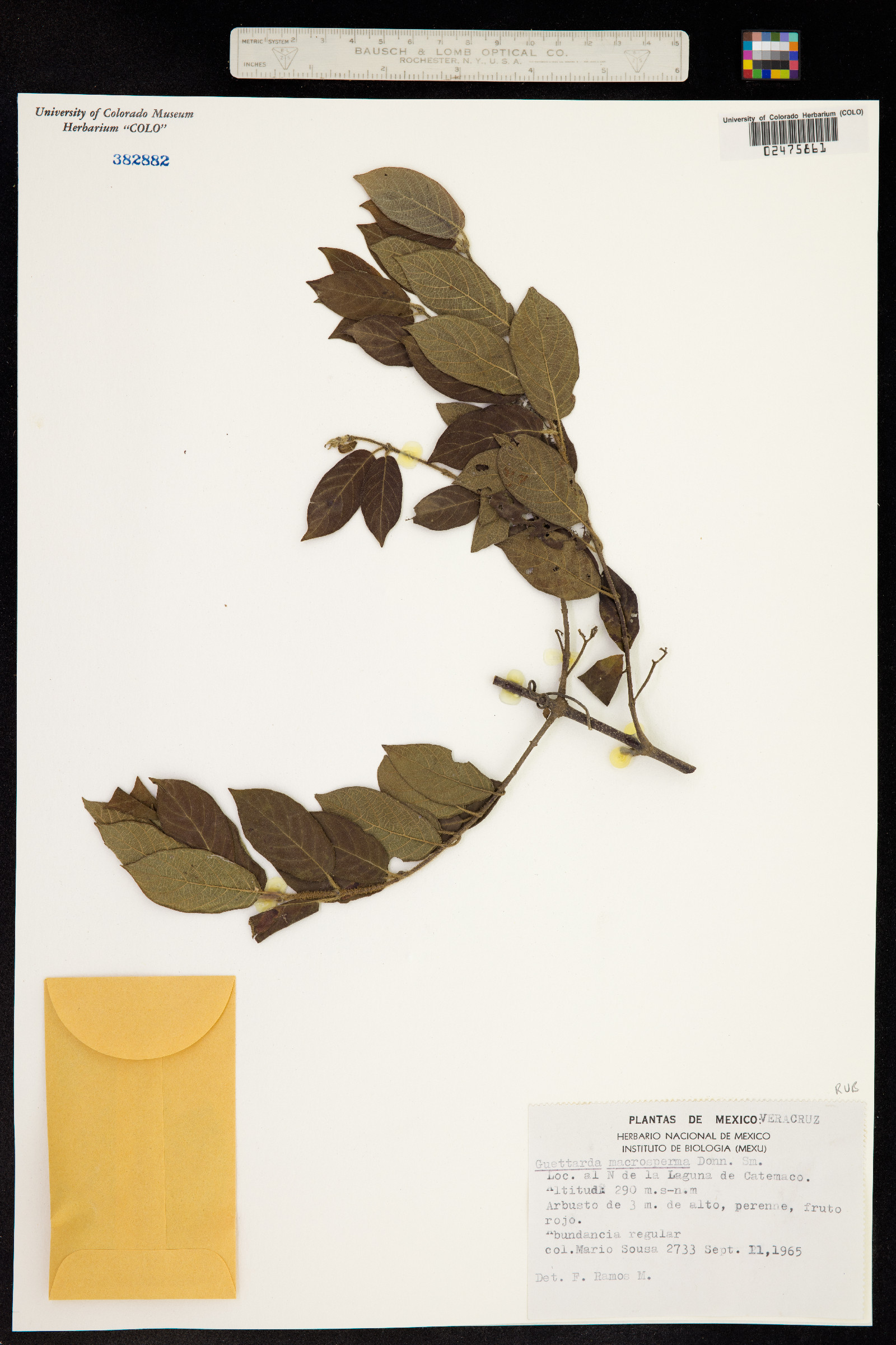 Guettarda image